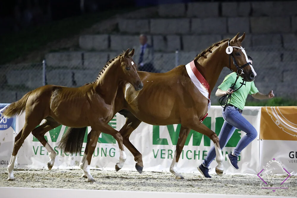 Dressur Fohlen by Team myrtill.jpg
