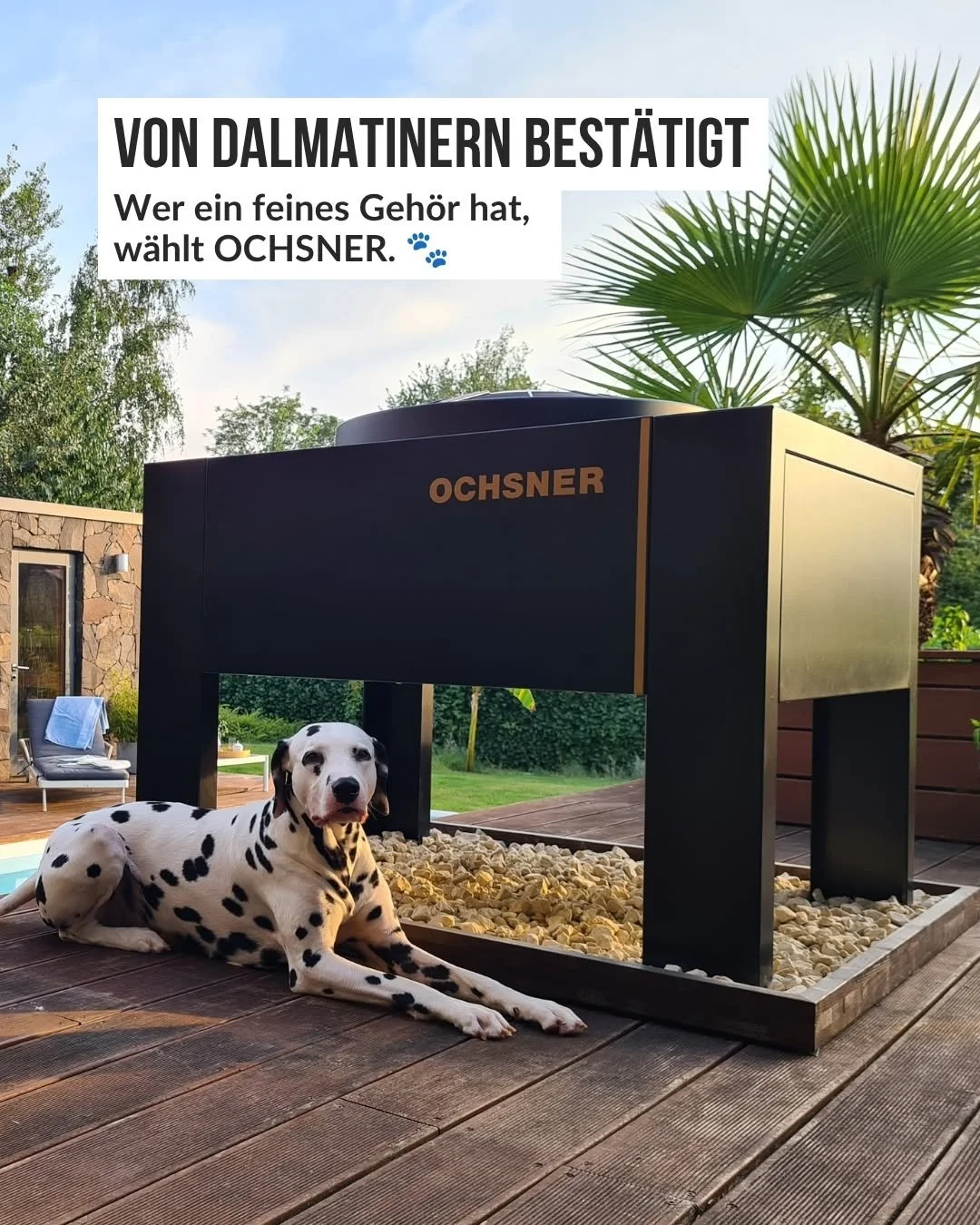 Ein Dalmatiner liegt entspannt vor einem schwarzen Gartengrill mit dem Schriftzug "Ochsner". Im Hintergrund sind Pflanzen und ein Pool sichtbar.