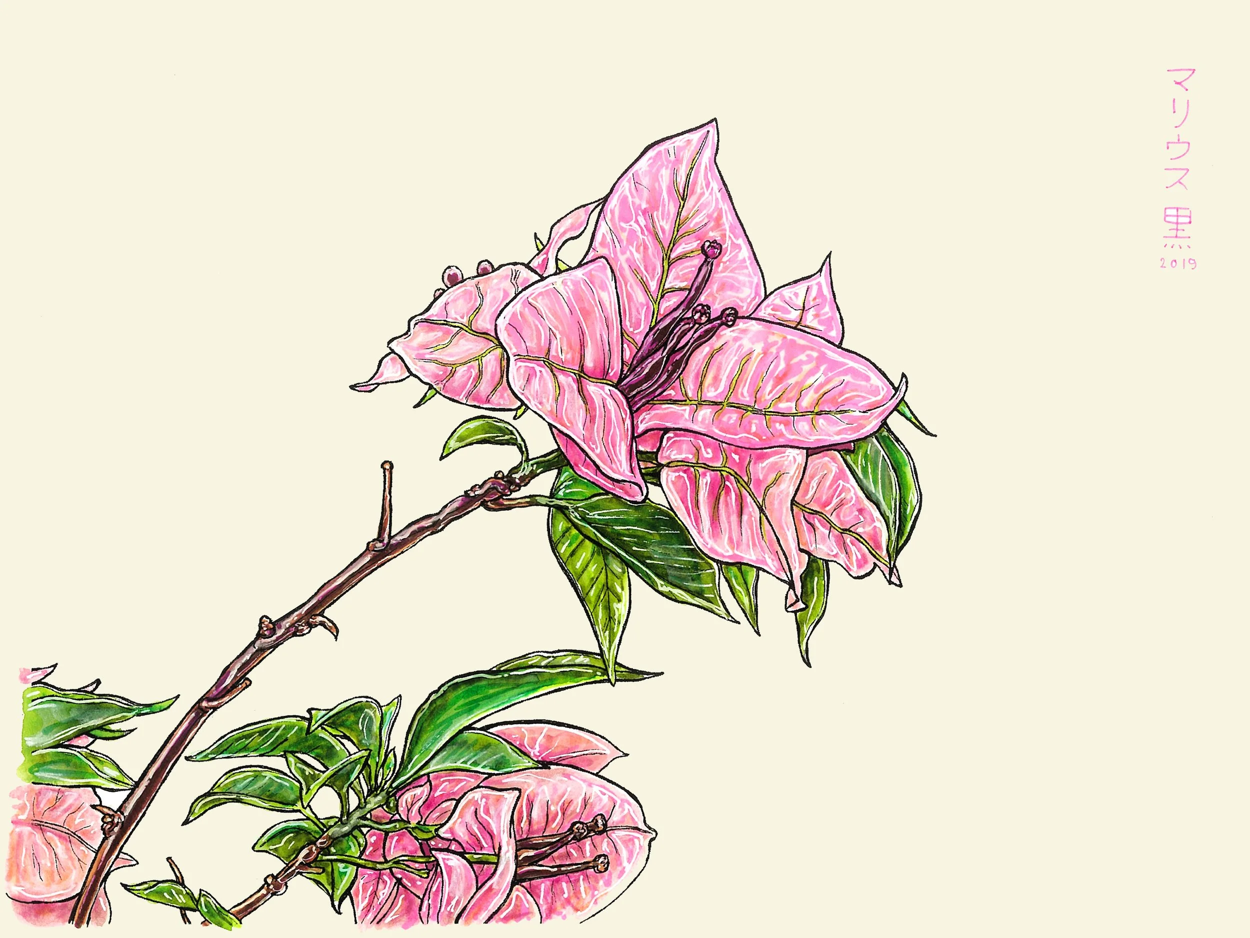 7 Manila Sakura I by Marius Black 2019.JPG