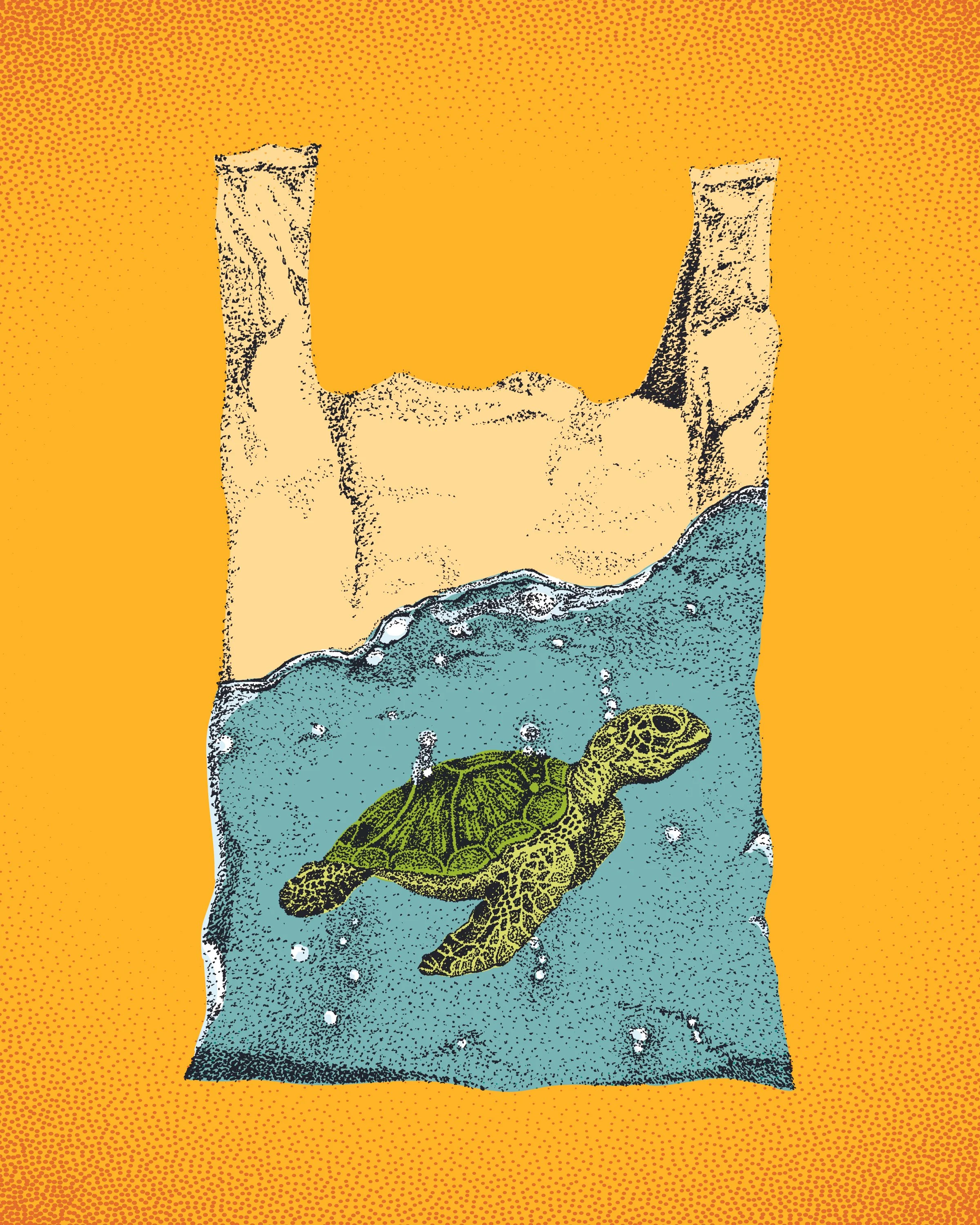 TurtleInBag_8x10.jpg