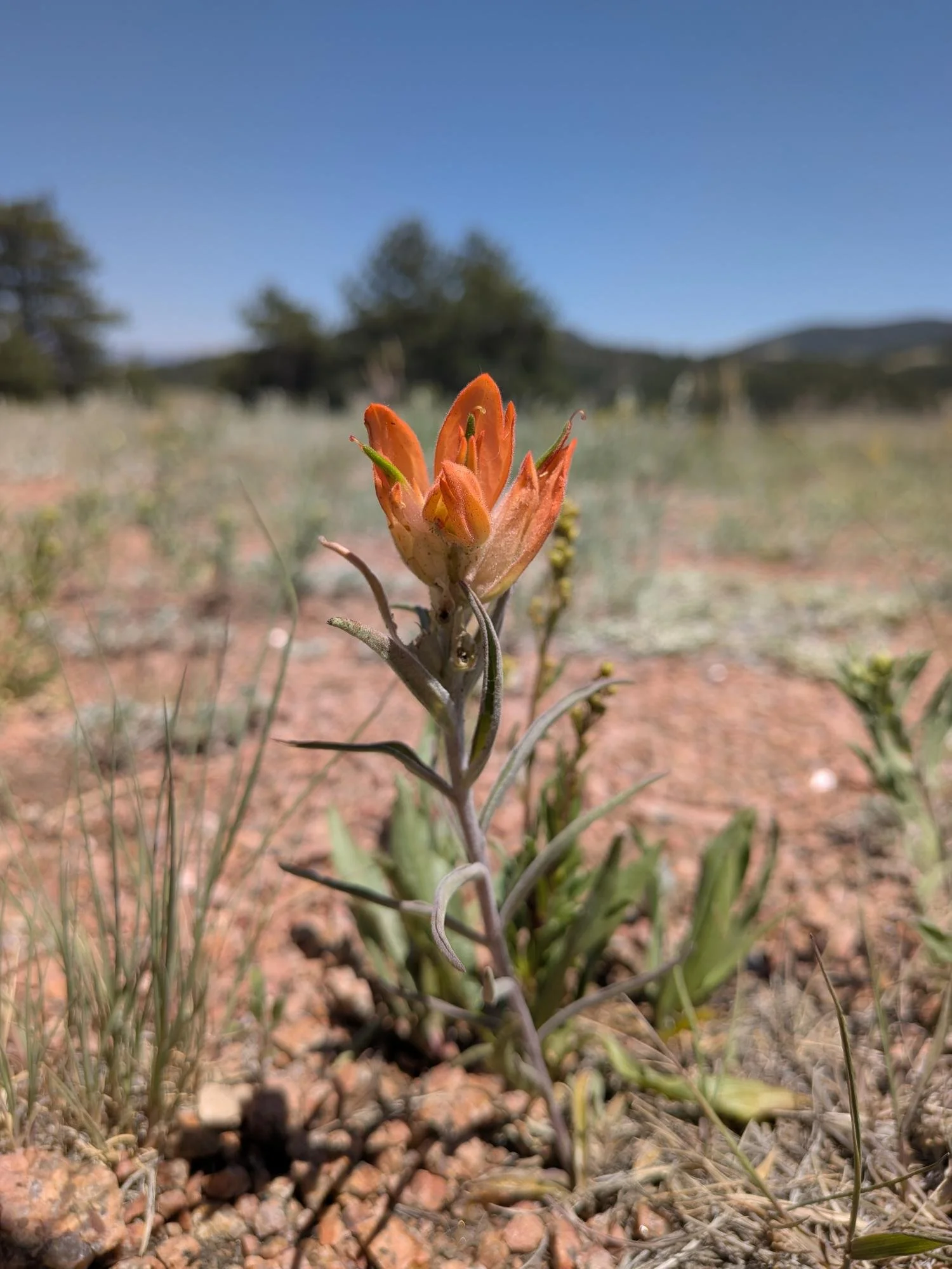 Close-up of a desert flower with orange petals and green seed pods, with a blurred landscape of hills, trees, and a clear blue sky in the background.