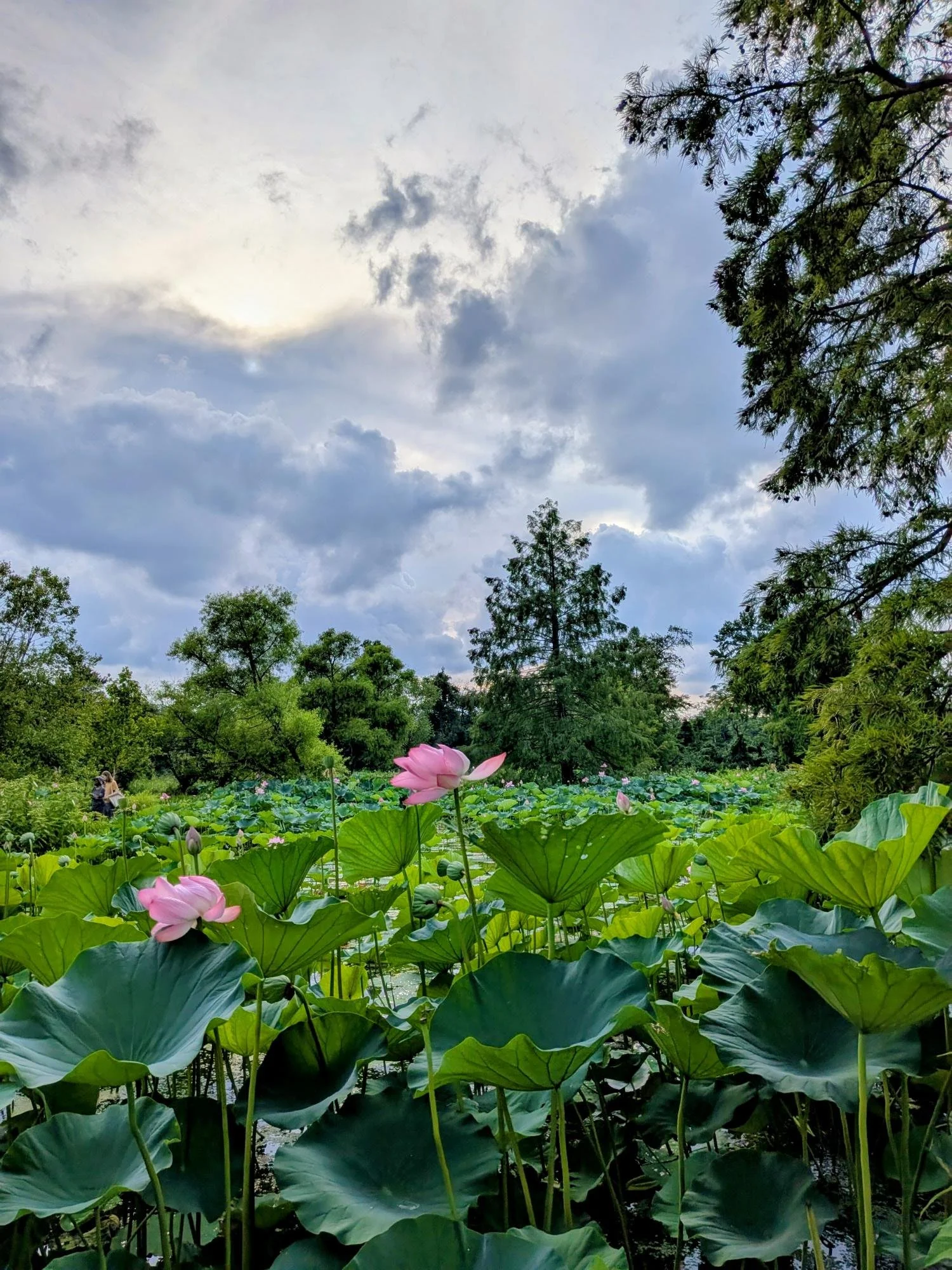A pond filled with blooming pink lotus flowers and large green leaves, surrounded by tall trees under a cloudy sky.