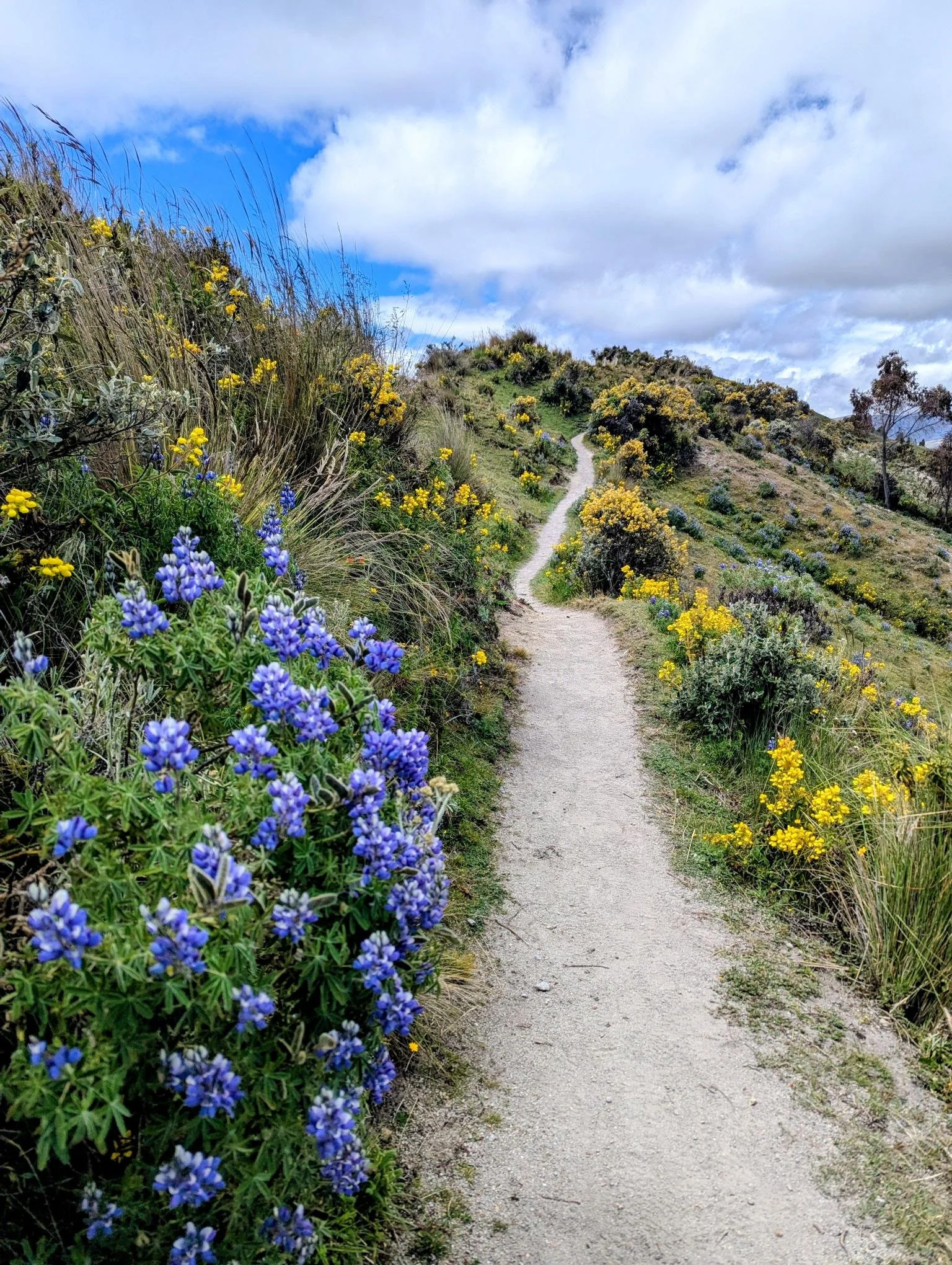 A winding dirt path through a hillside with yellow and purple wildflowers, under a partly cloudy blue sky.