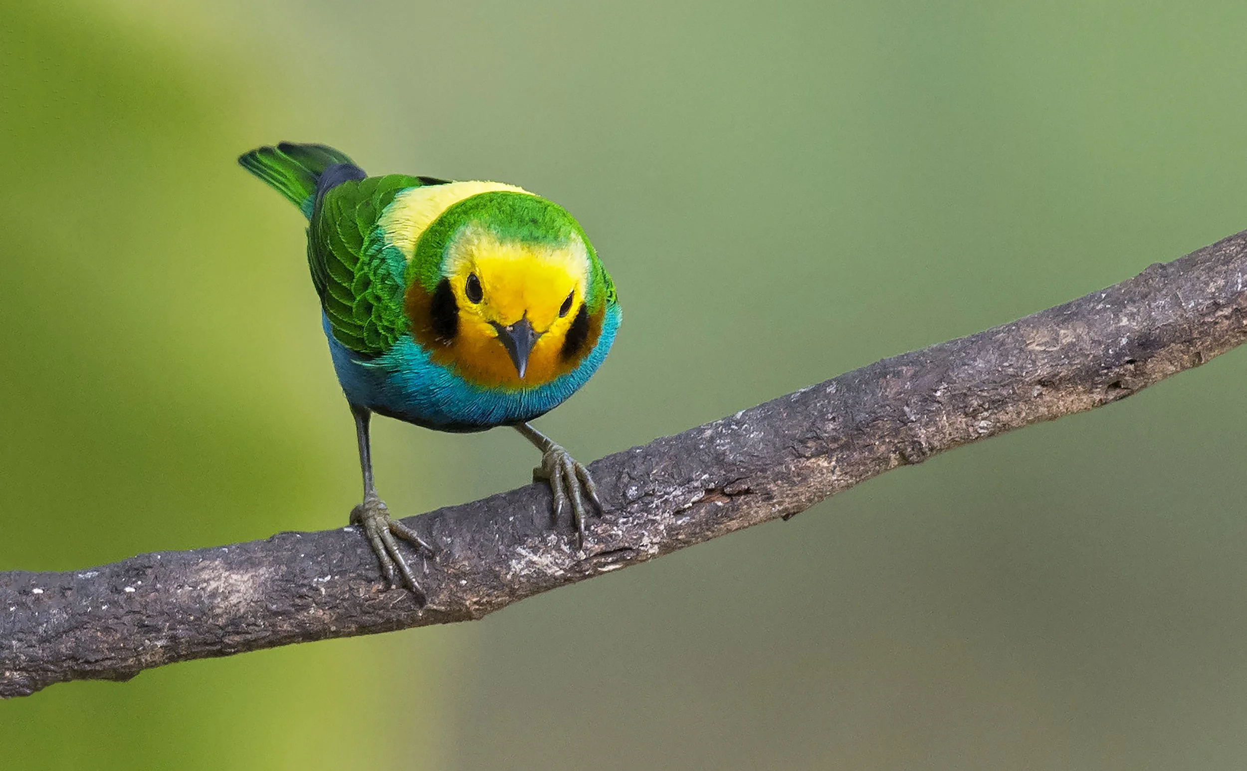 Multicolored Tanager perched on a branch. Photograph by Juan José Arango.