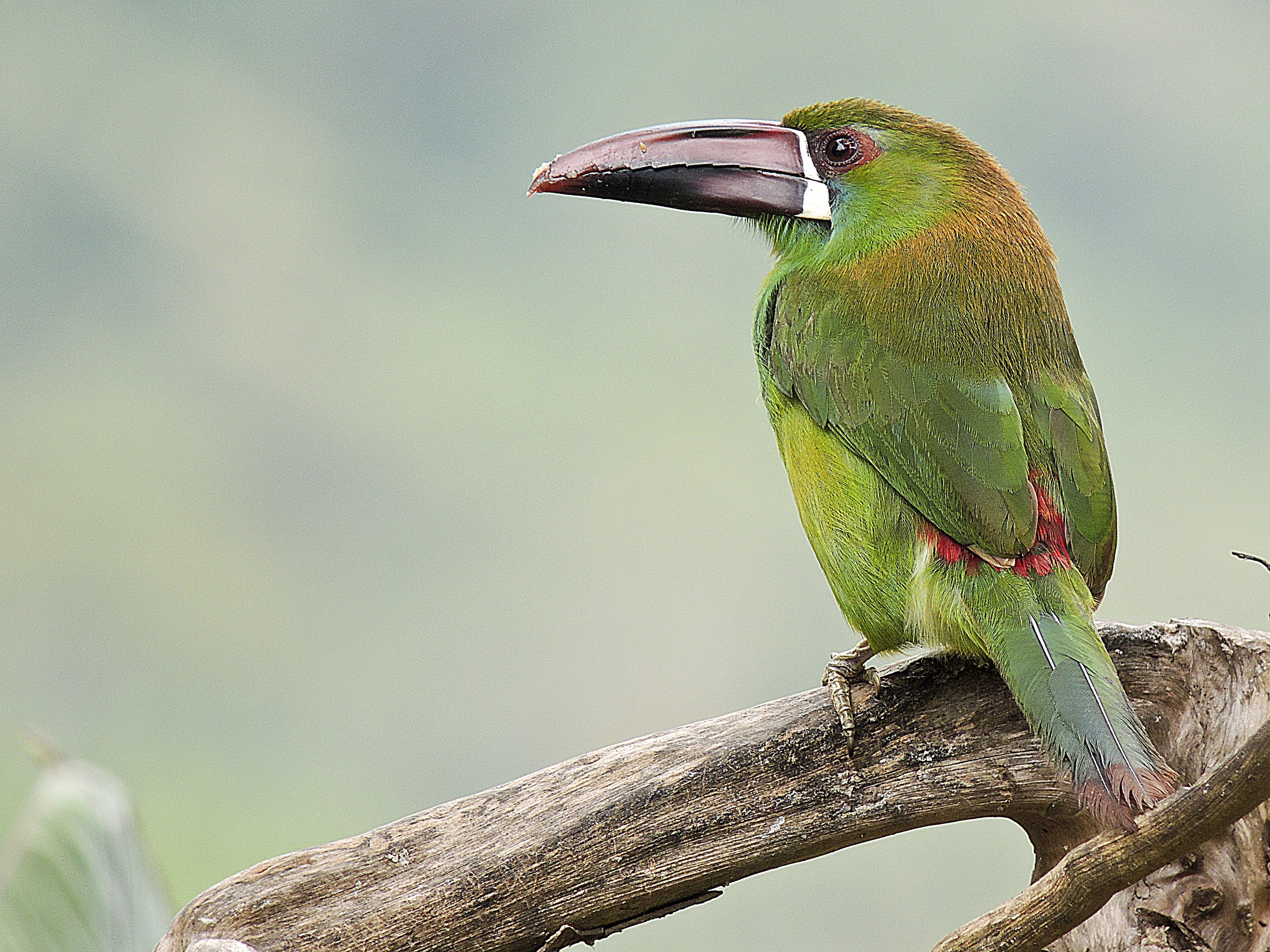 Crimson-rumped Toucanet perched on a branch. Photograph by Chris Calonje.