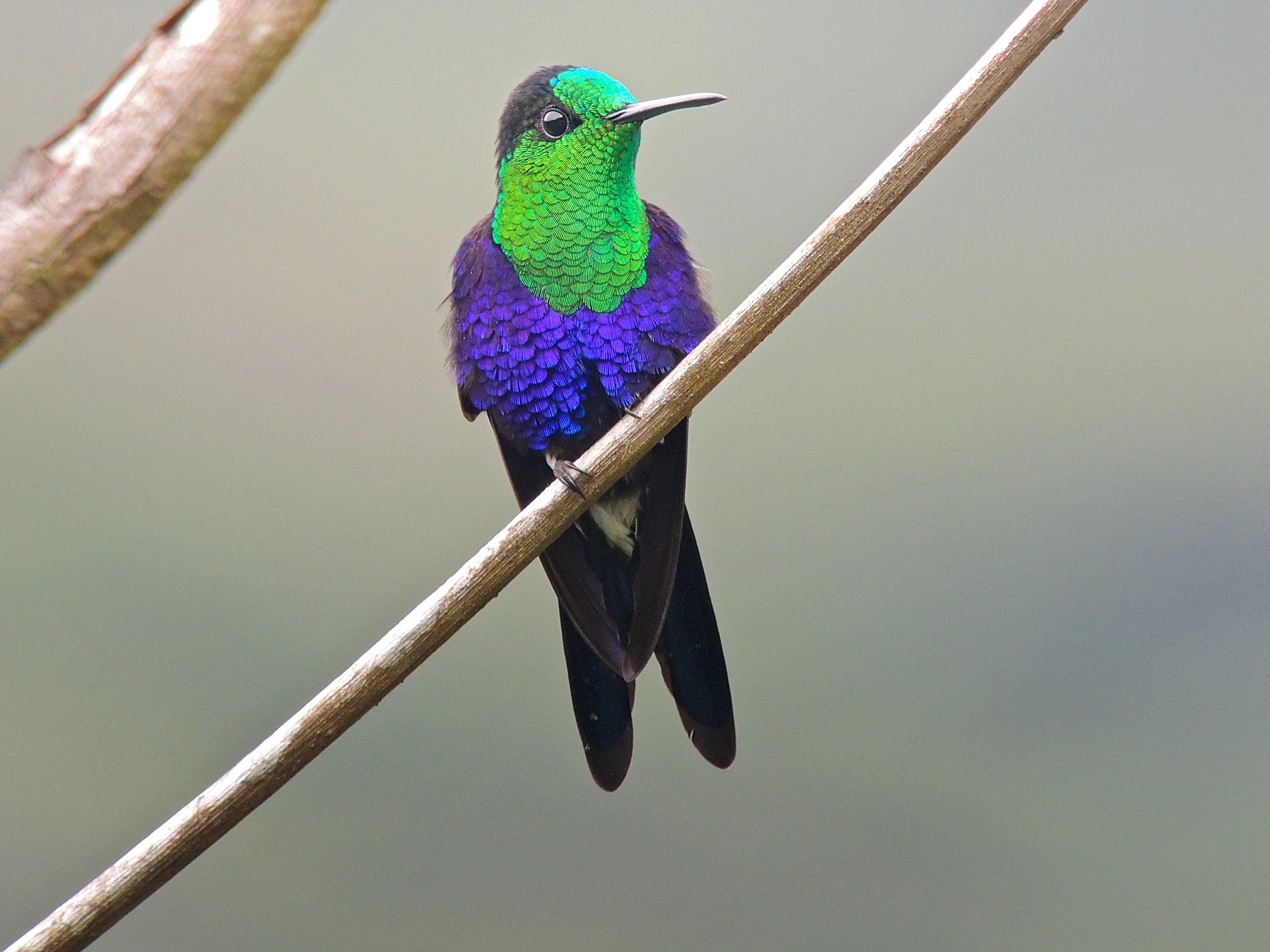 Green-crowned Woodnymph hummingbird perched on a branch. Photograph by Chris Calonje.