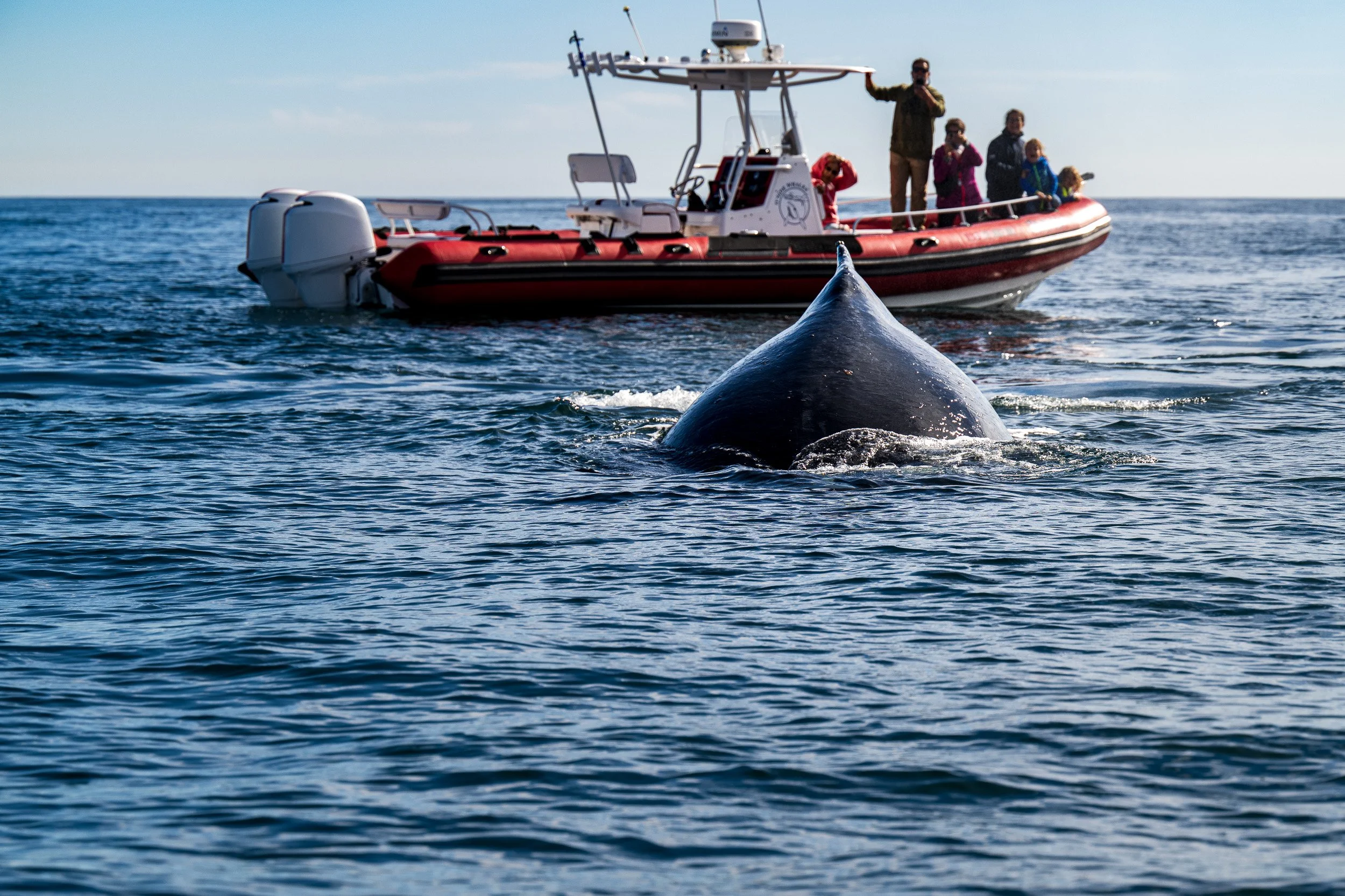 Whales and Dolphins-08.jpg