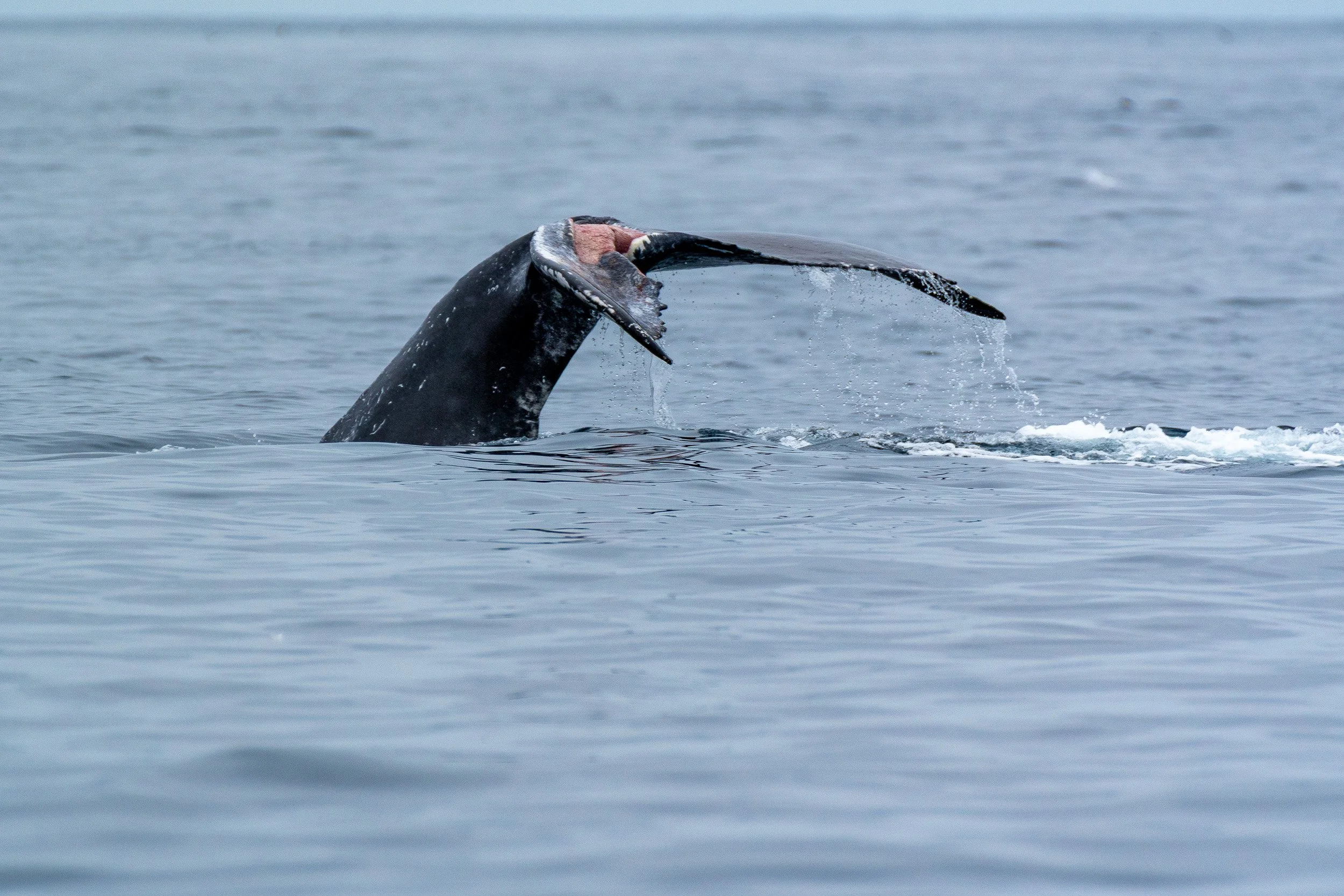 Whales and Dolphins-01.jpg
