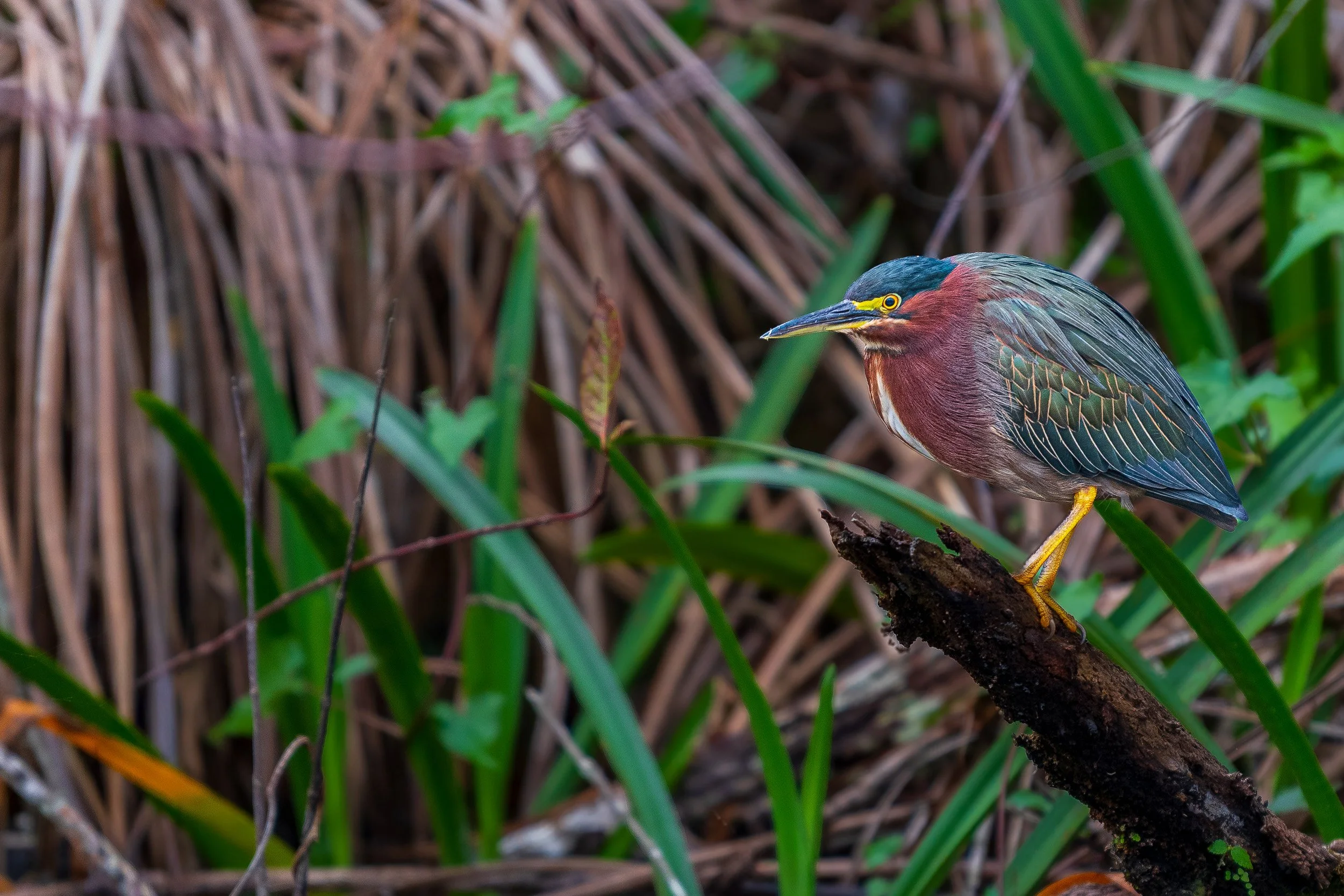 Everglades-11.jpg