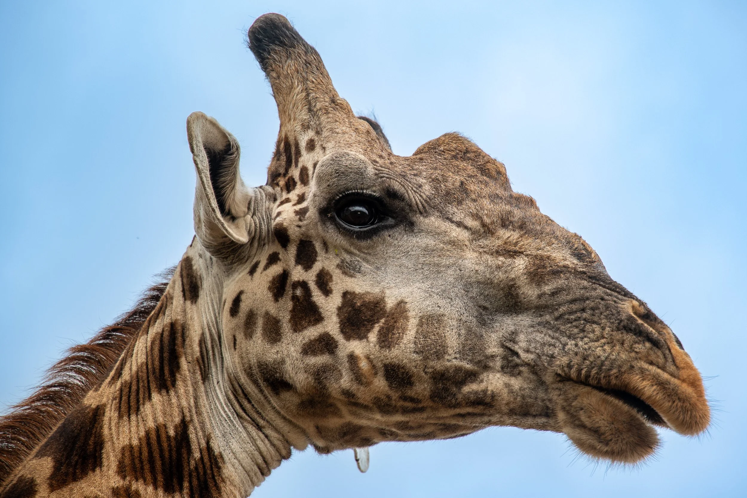 Kenya-44.jpg