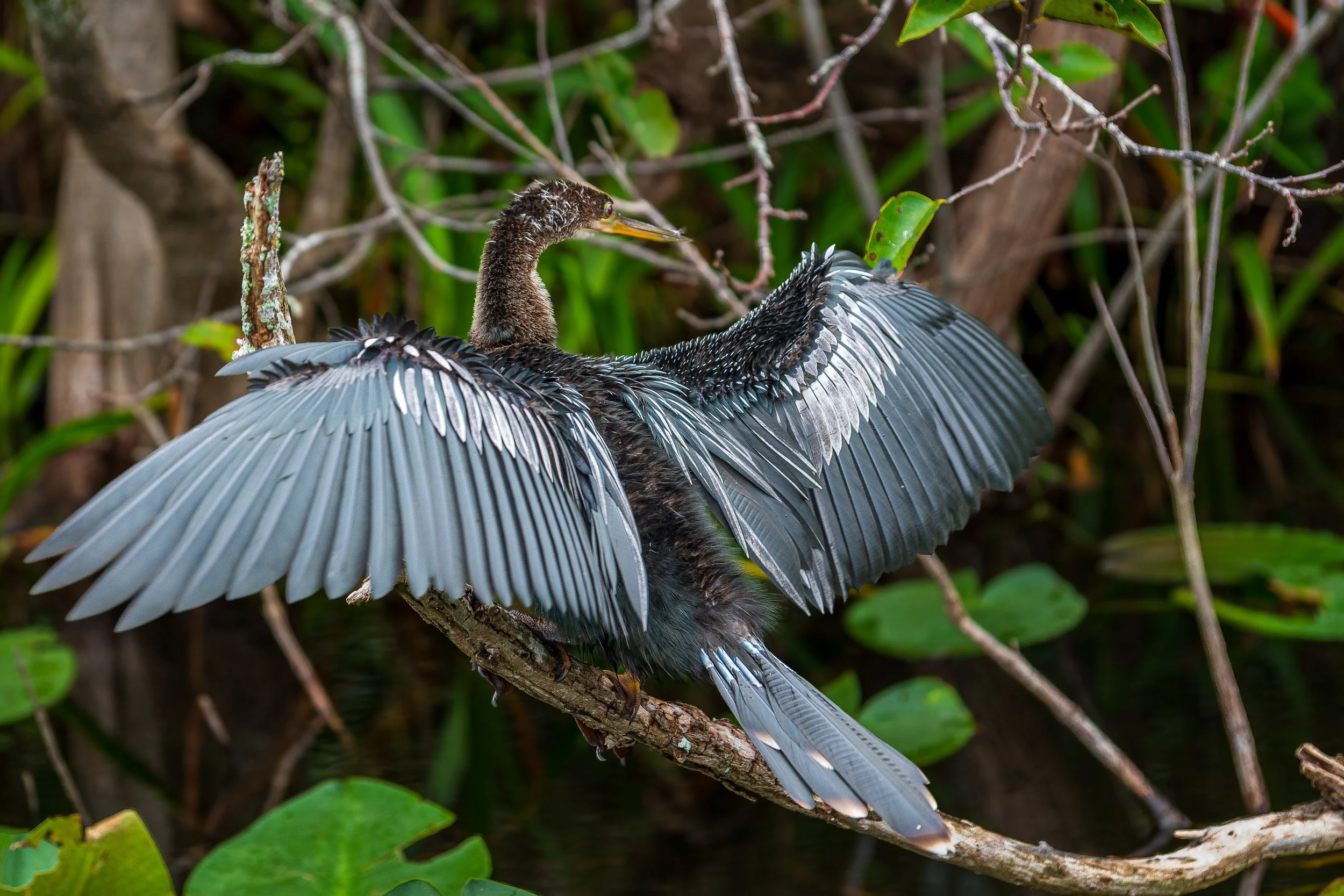 Everglades-2.jpg