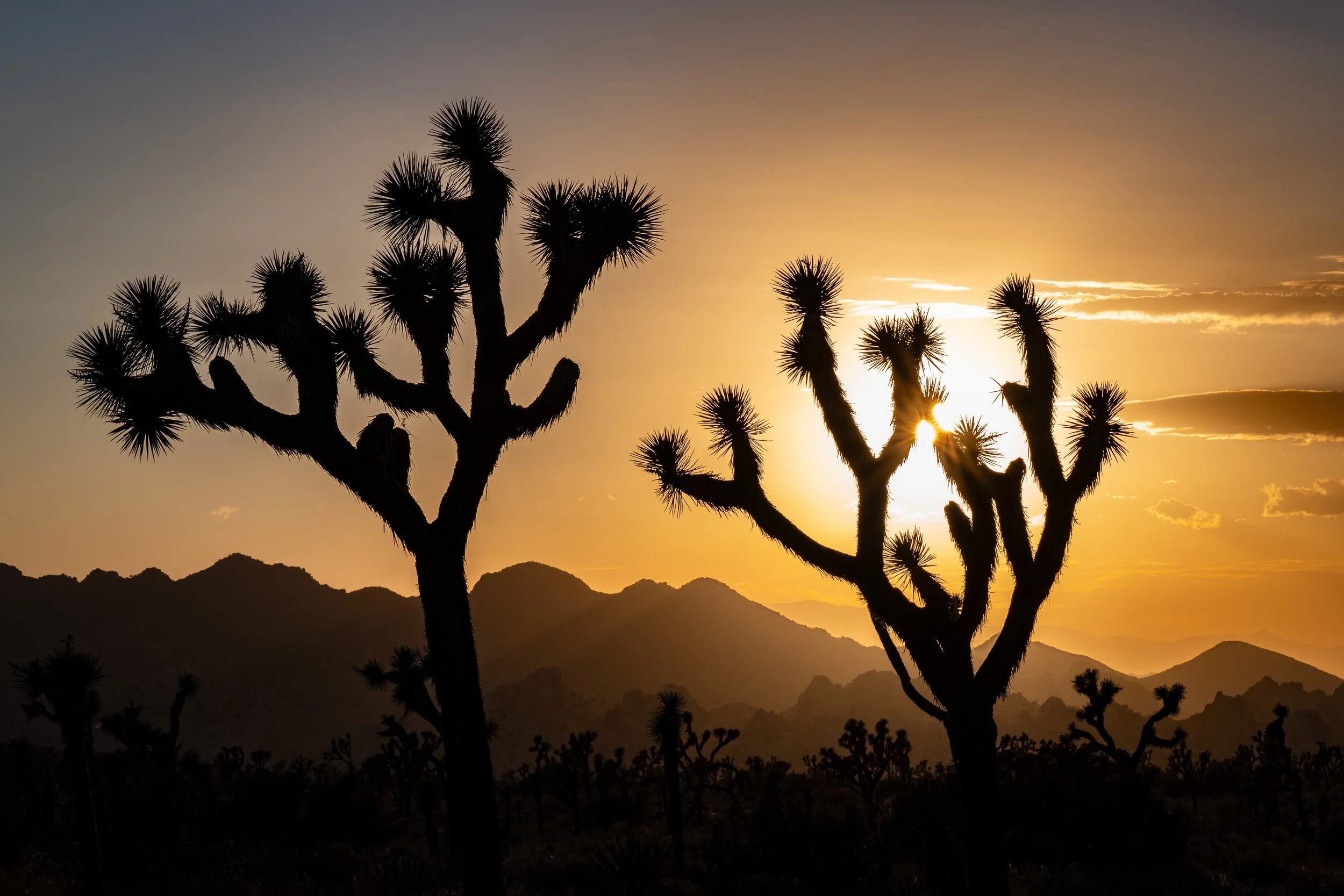 Joshua Tree 2022, 2024