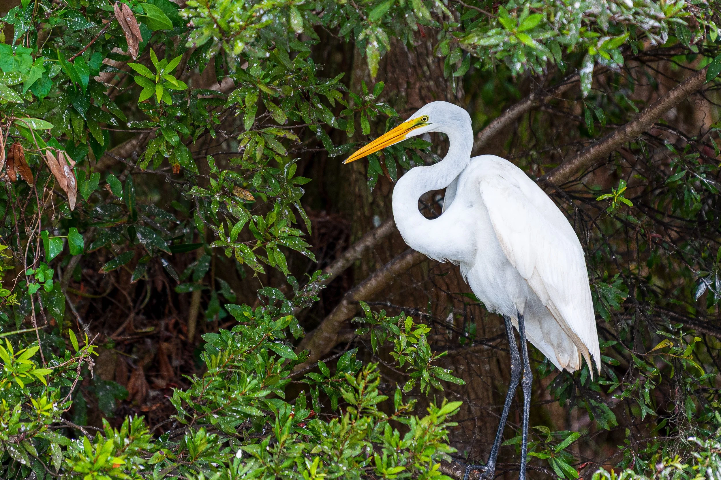 Everglades-3.jpg