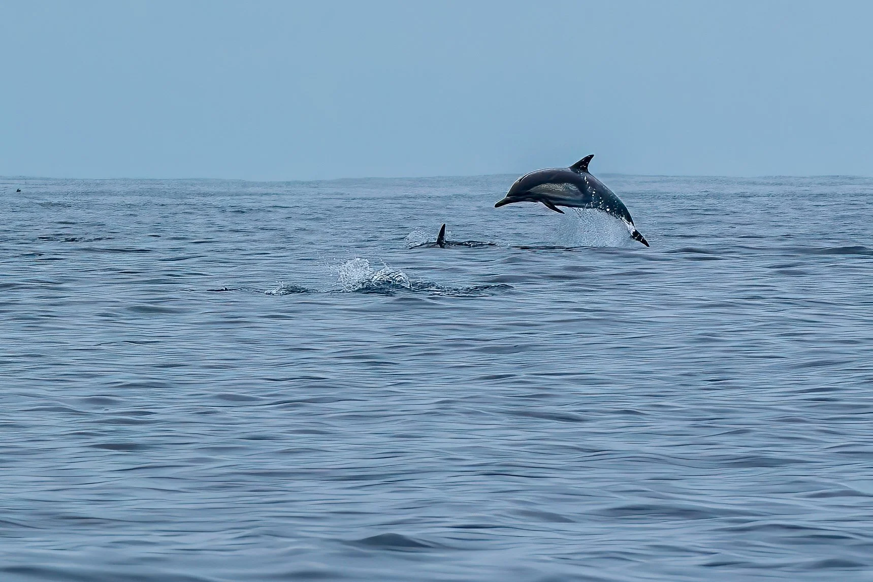 Whales and Dolphins-11.jpg