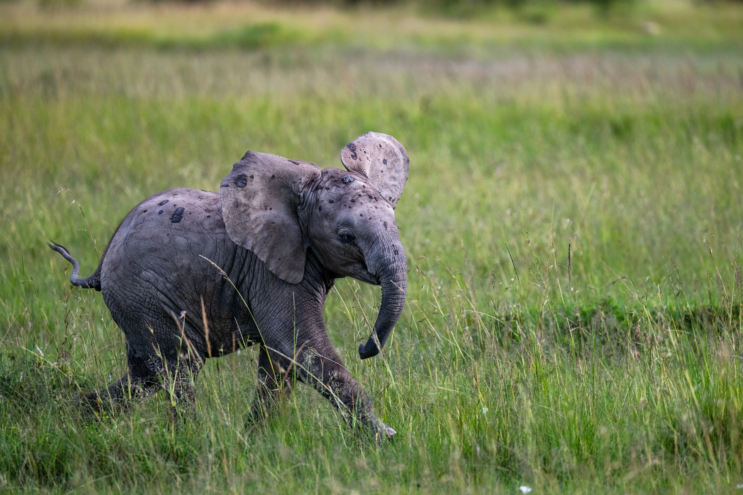 Kenya-13.jpg