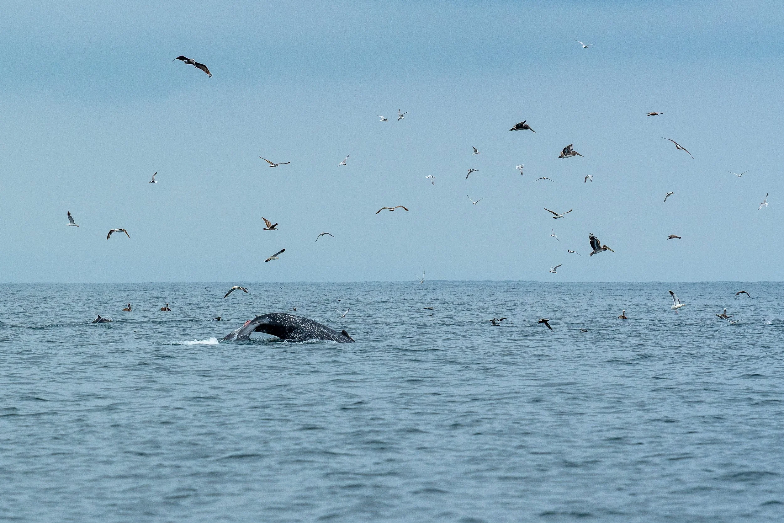 Whales and Dolphins-03.jpg