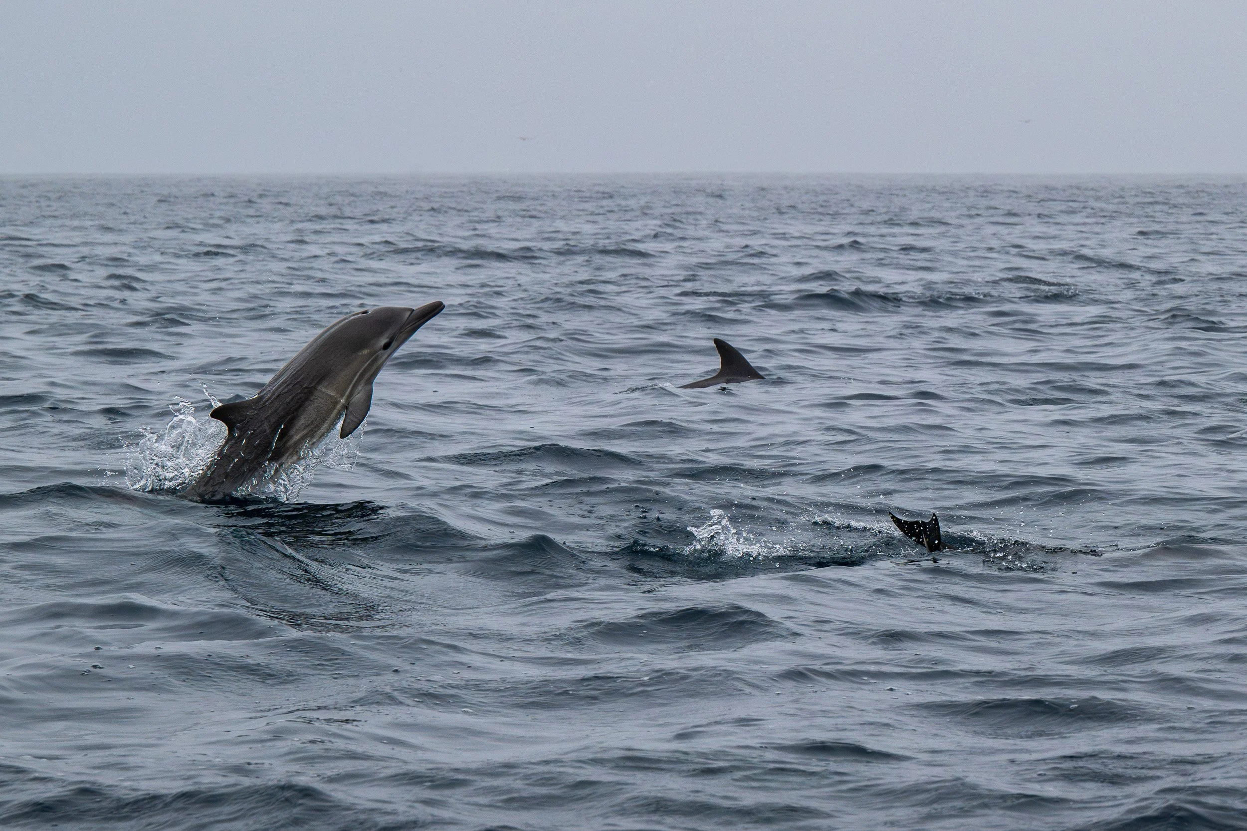 Whales and Dolphins-07.jpg