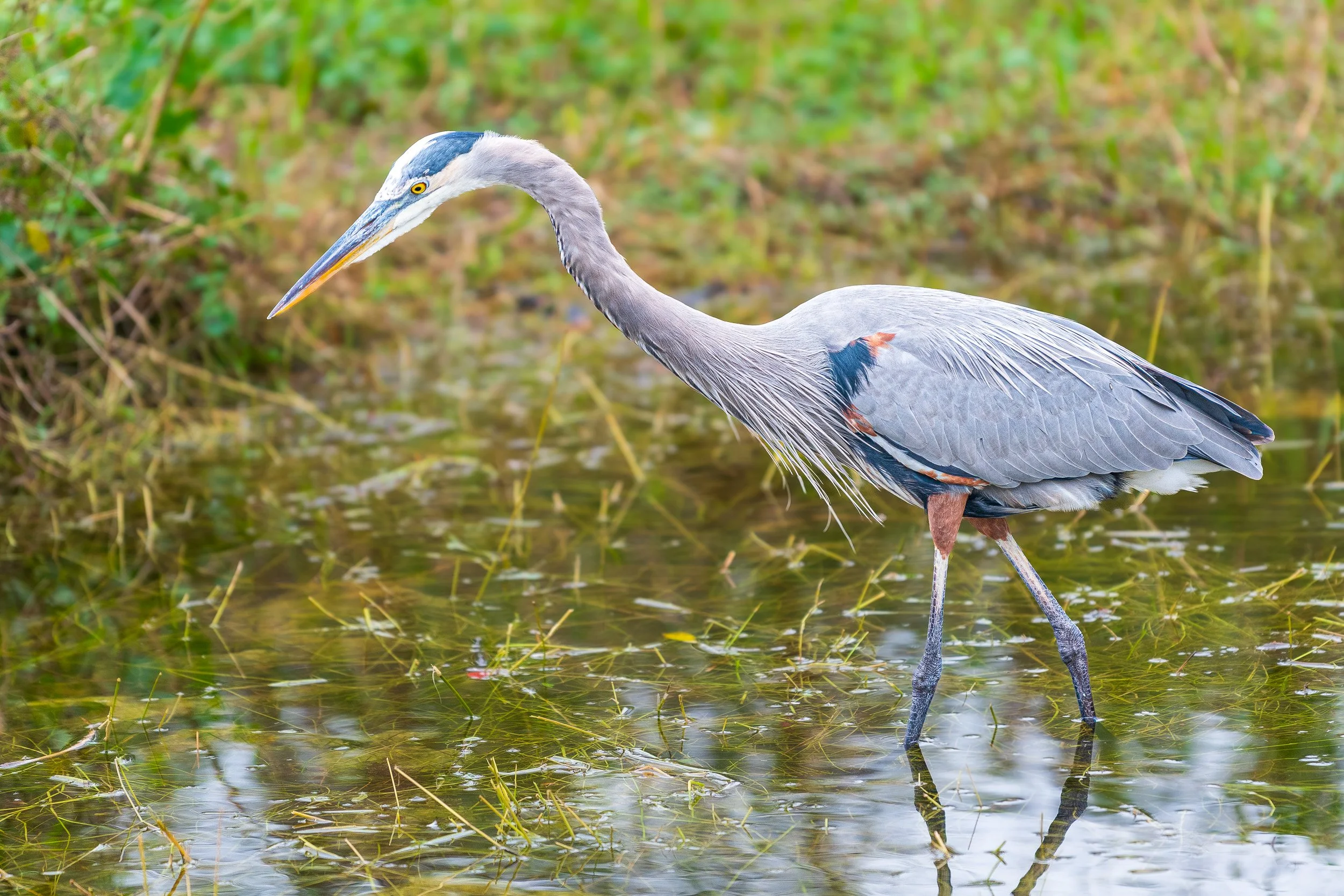 Everglades-9.jpg