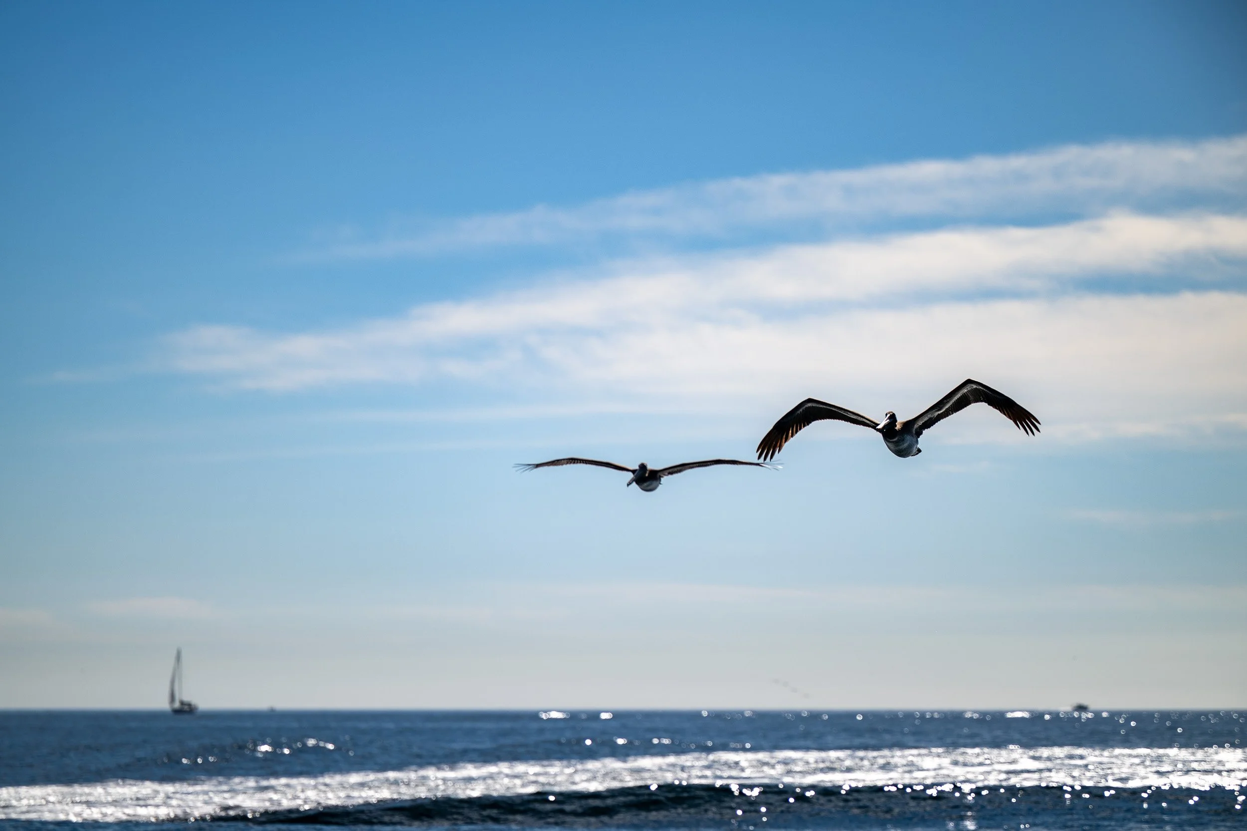 Whales and Dolphins-10.jpg