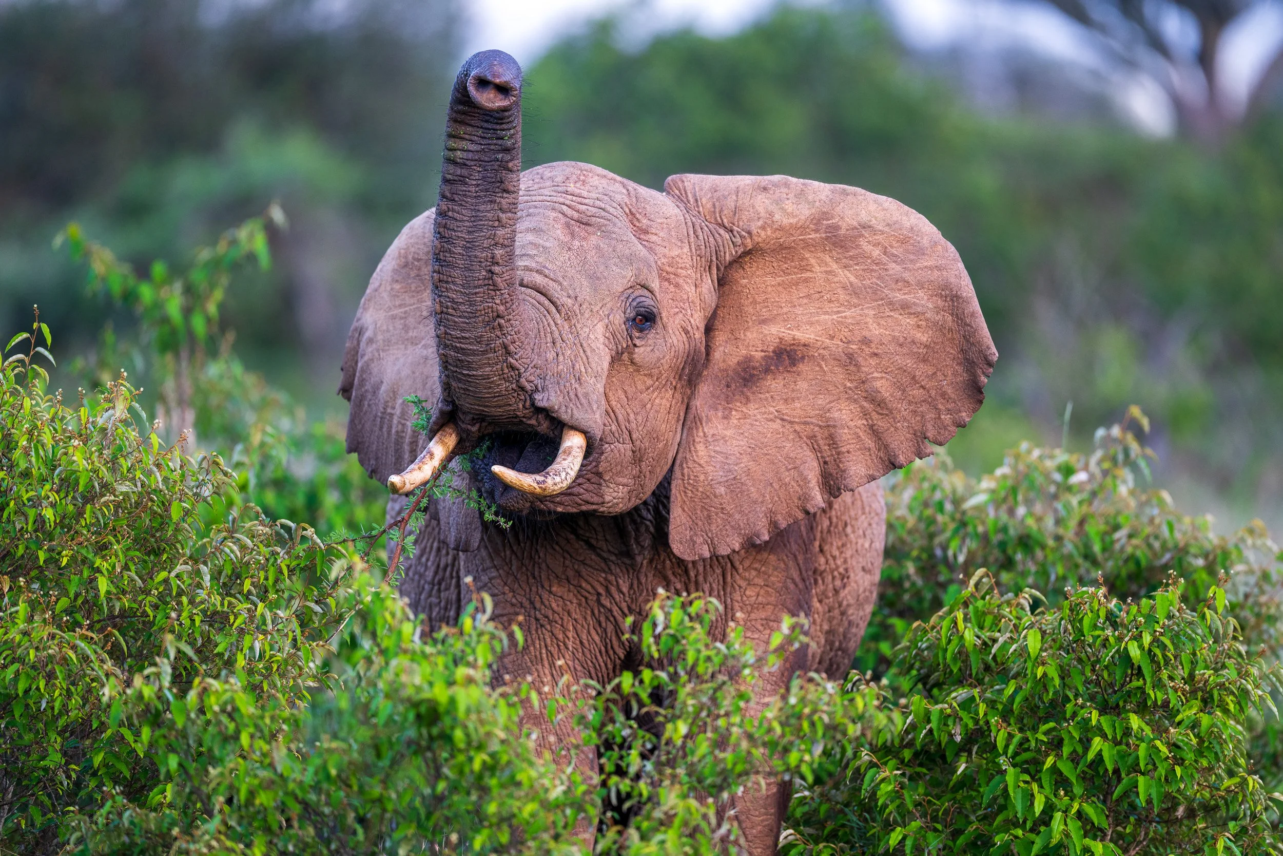 Kenya-27.jpg
