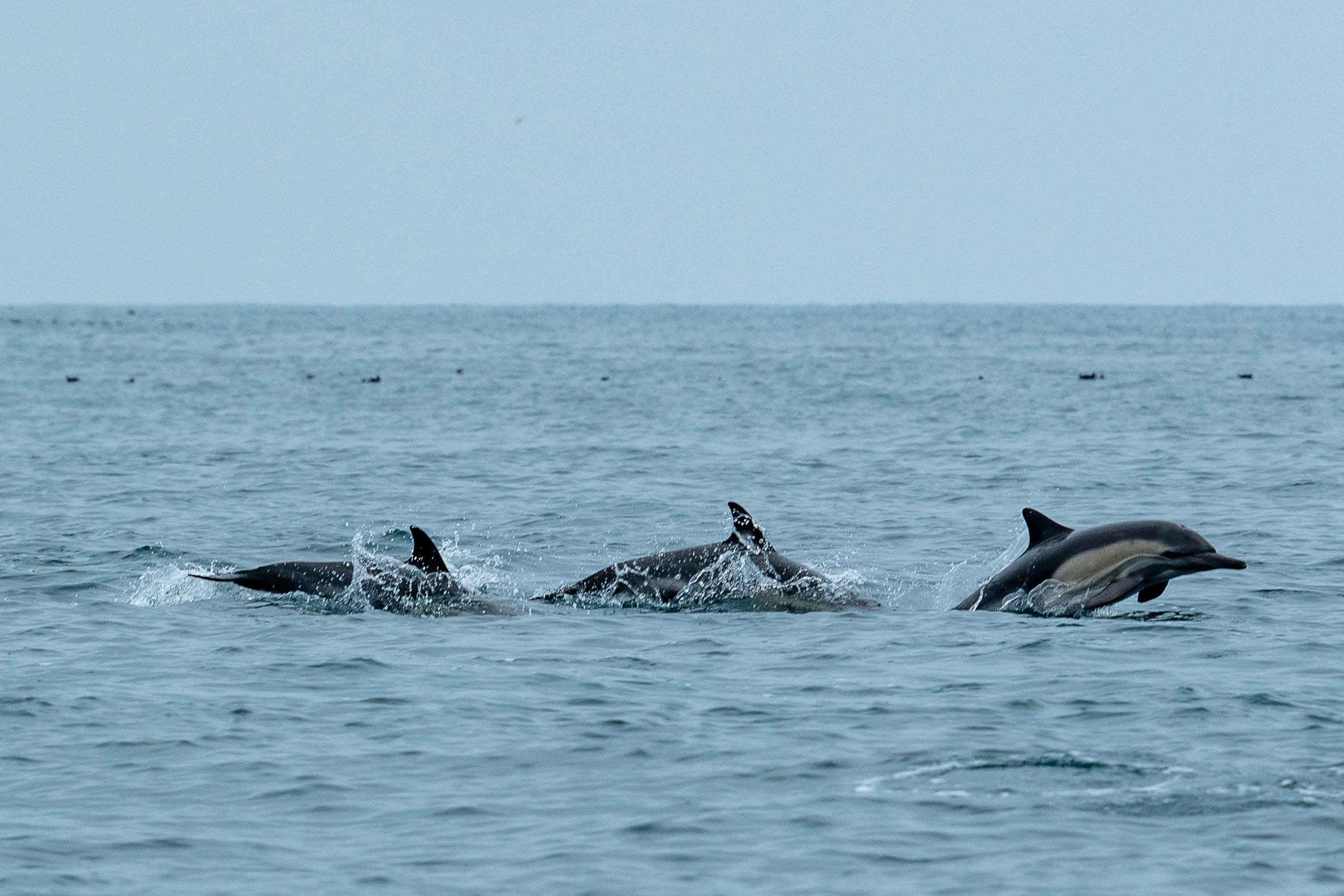 Whales and Dolphins-02.jpg