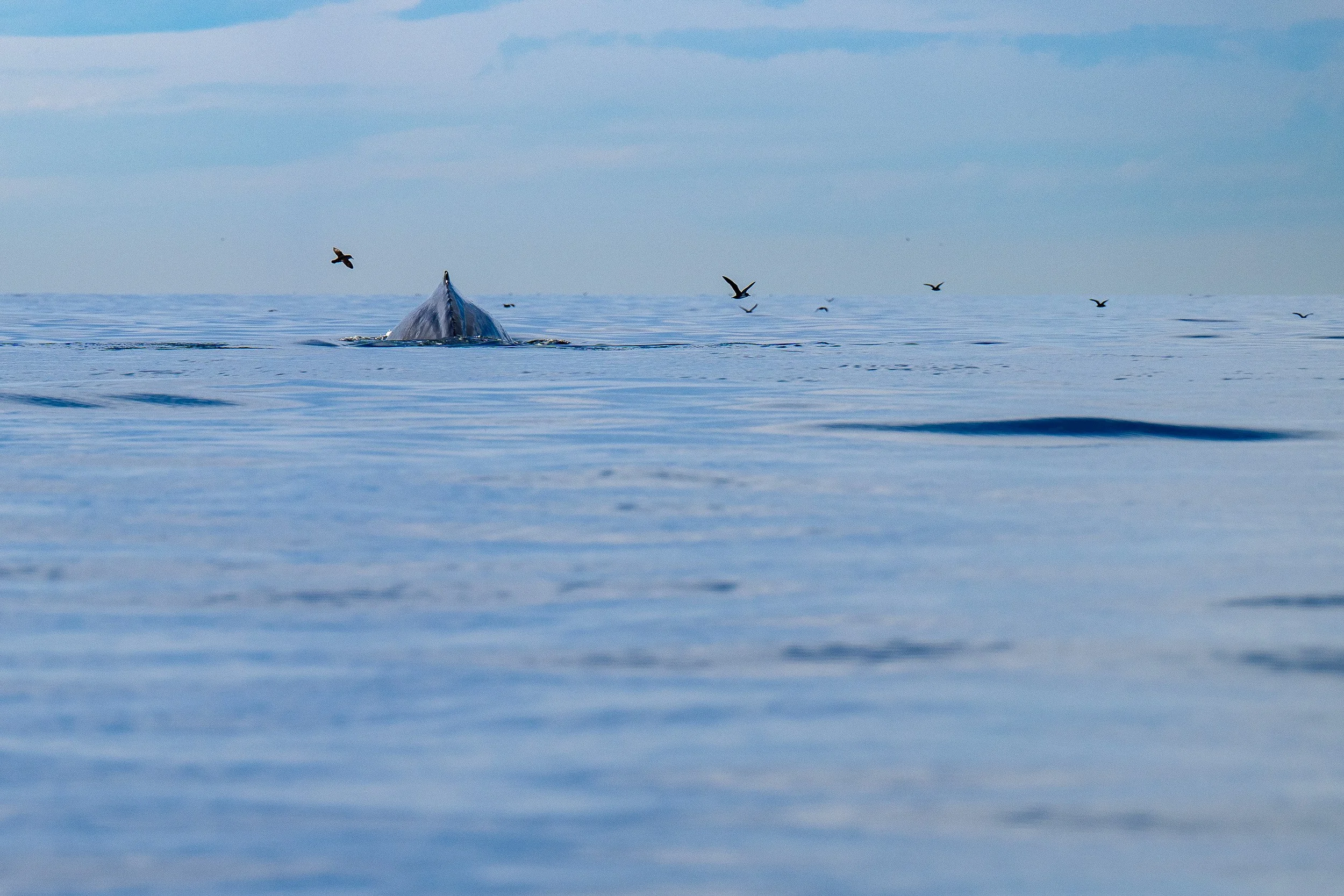 Whales and Dolphins-12.jpg