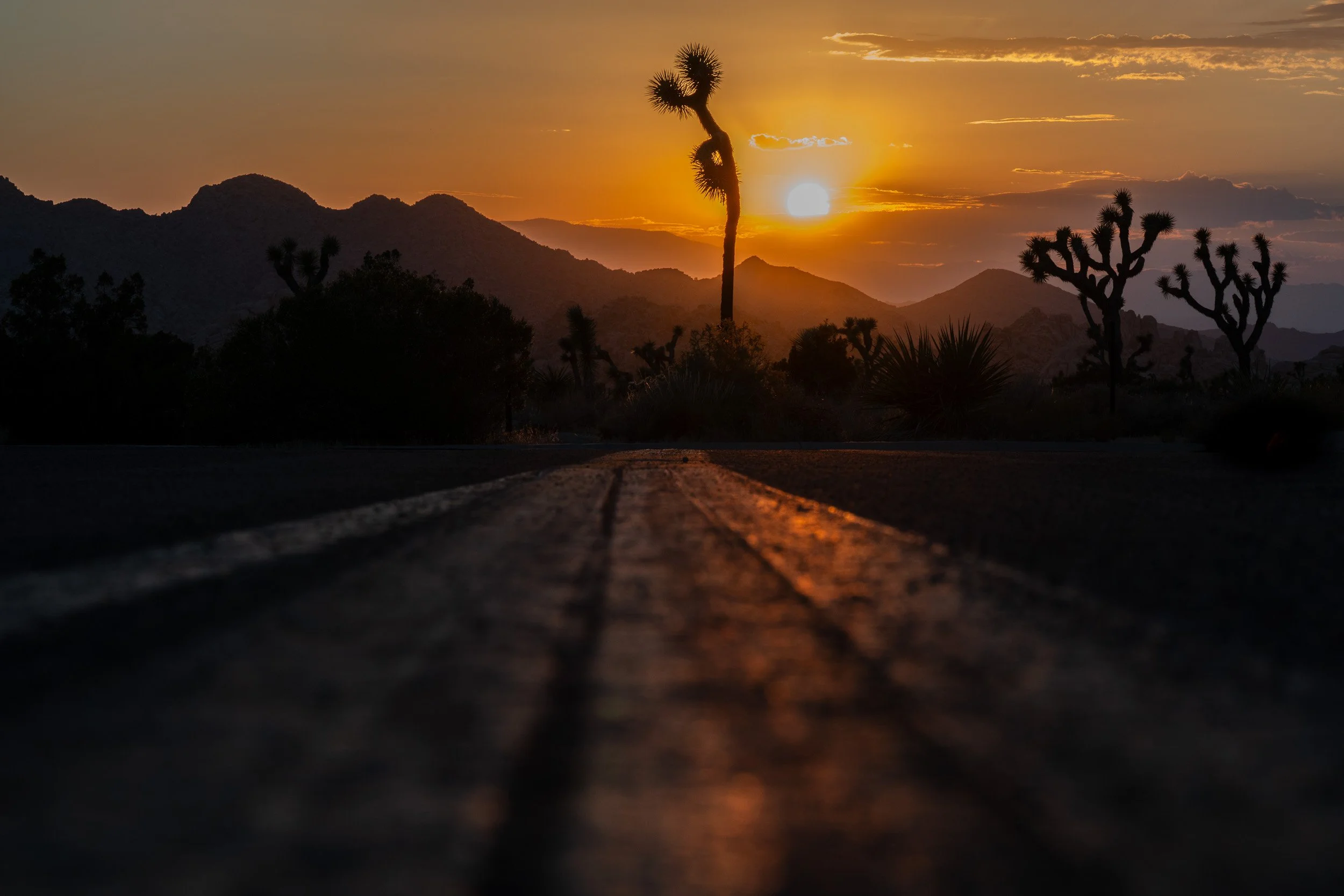 Joshua Tree-5.jpg