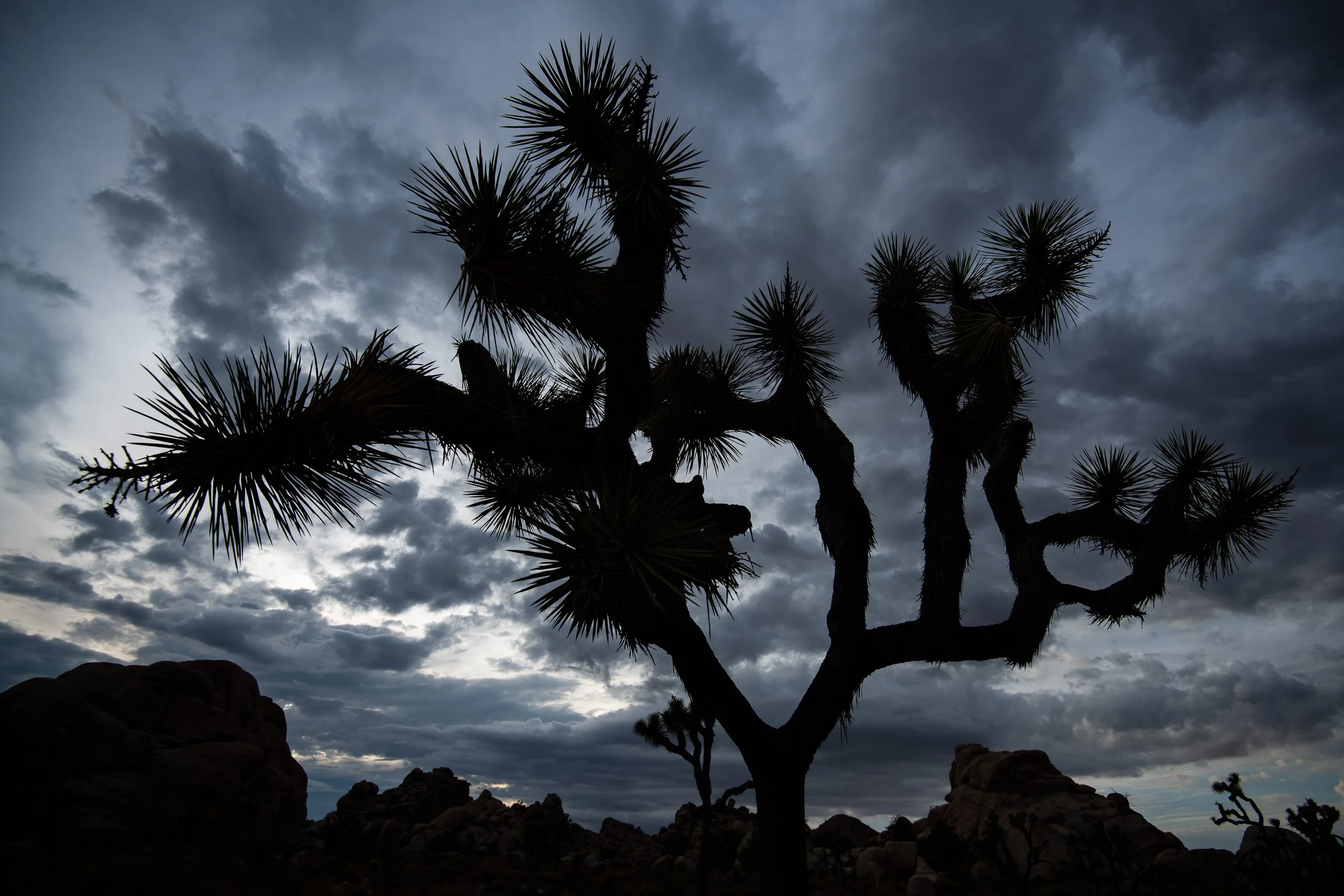 Joshua Tree-2.jpg
