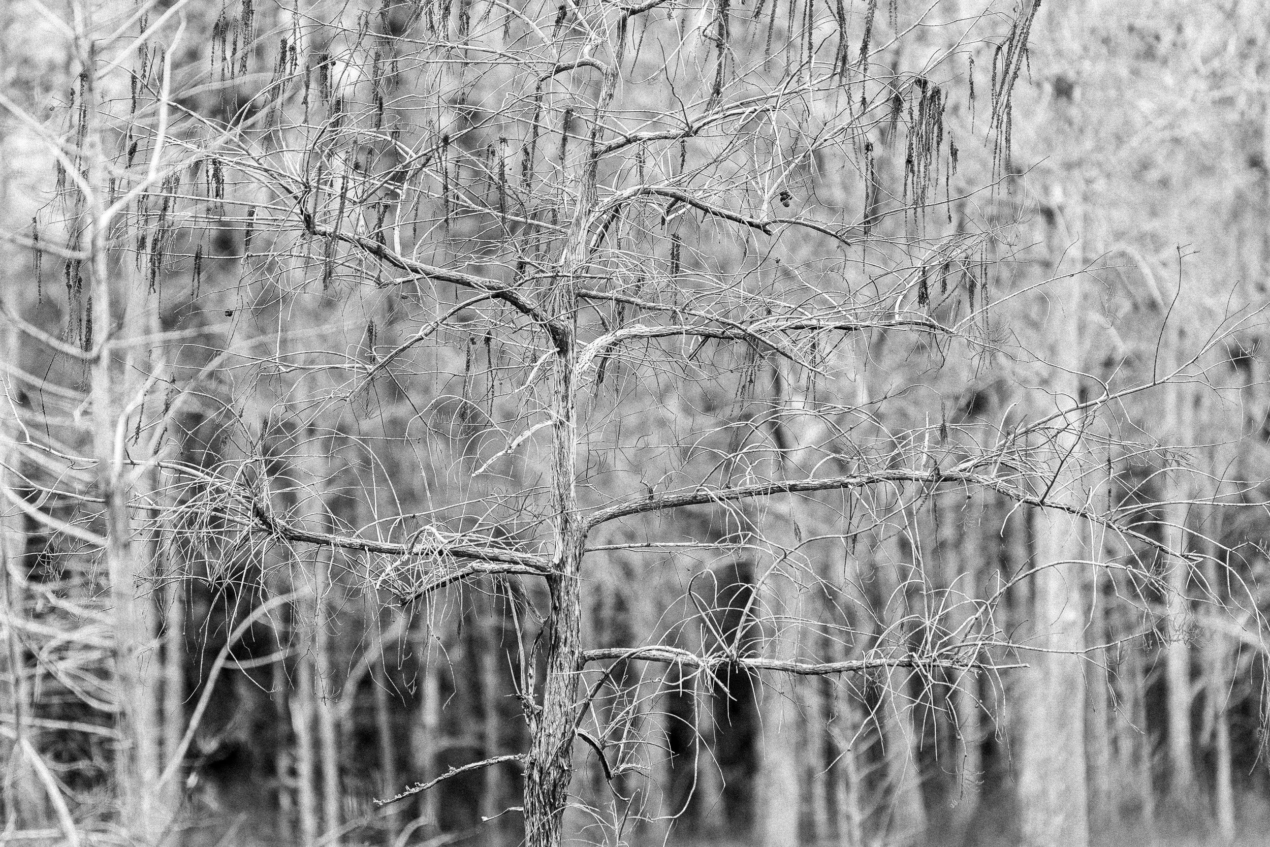 Everglades-10.jpg