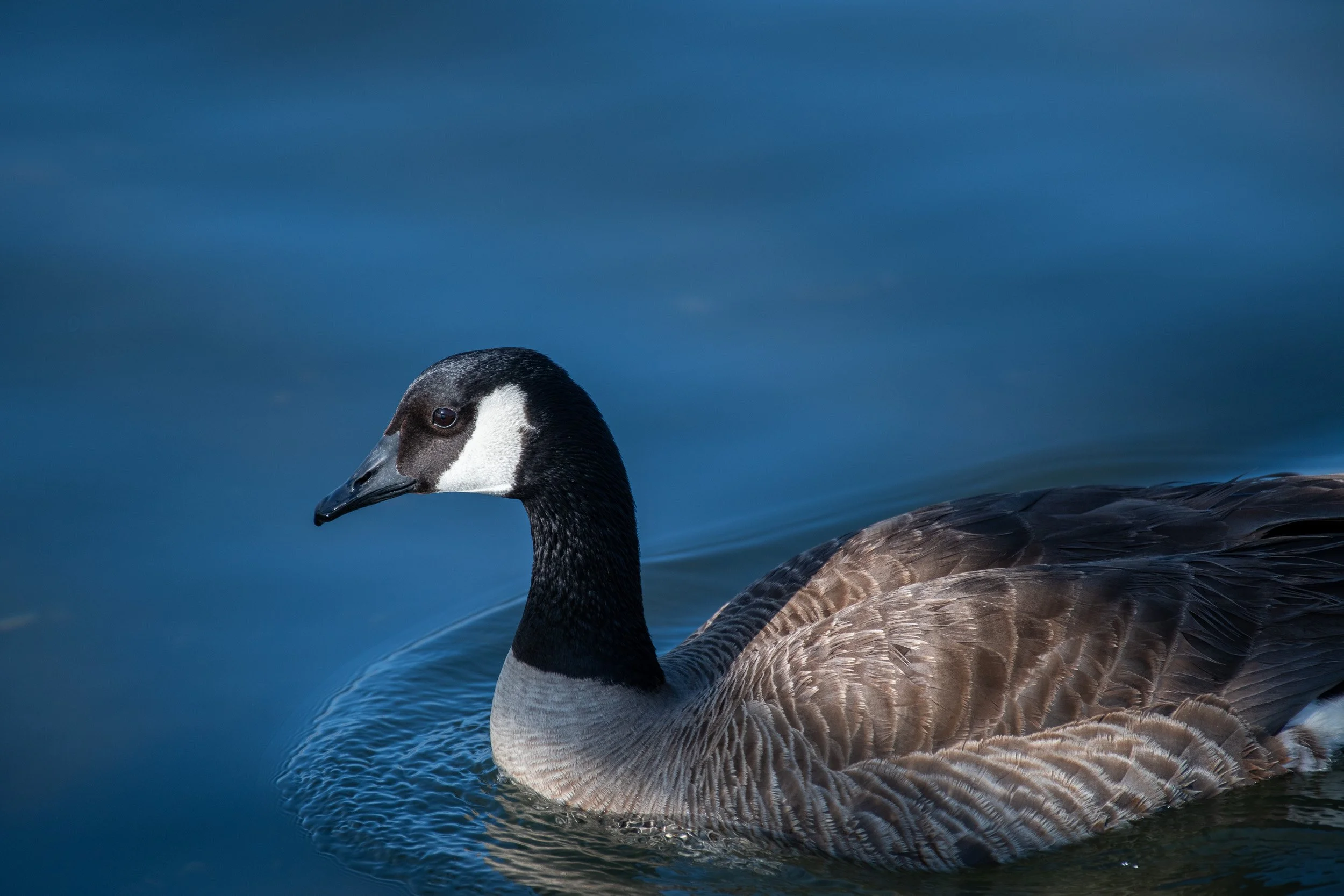 Bolsa Chica-5.jpg