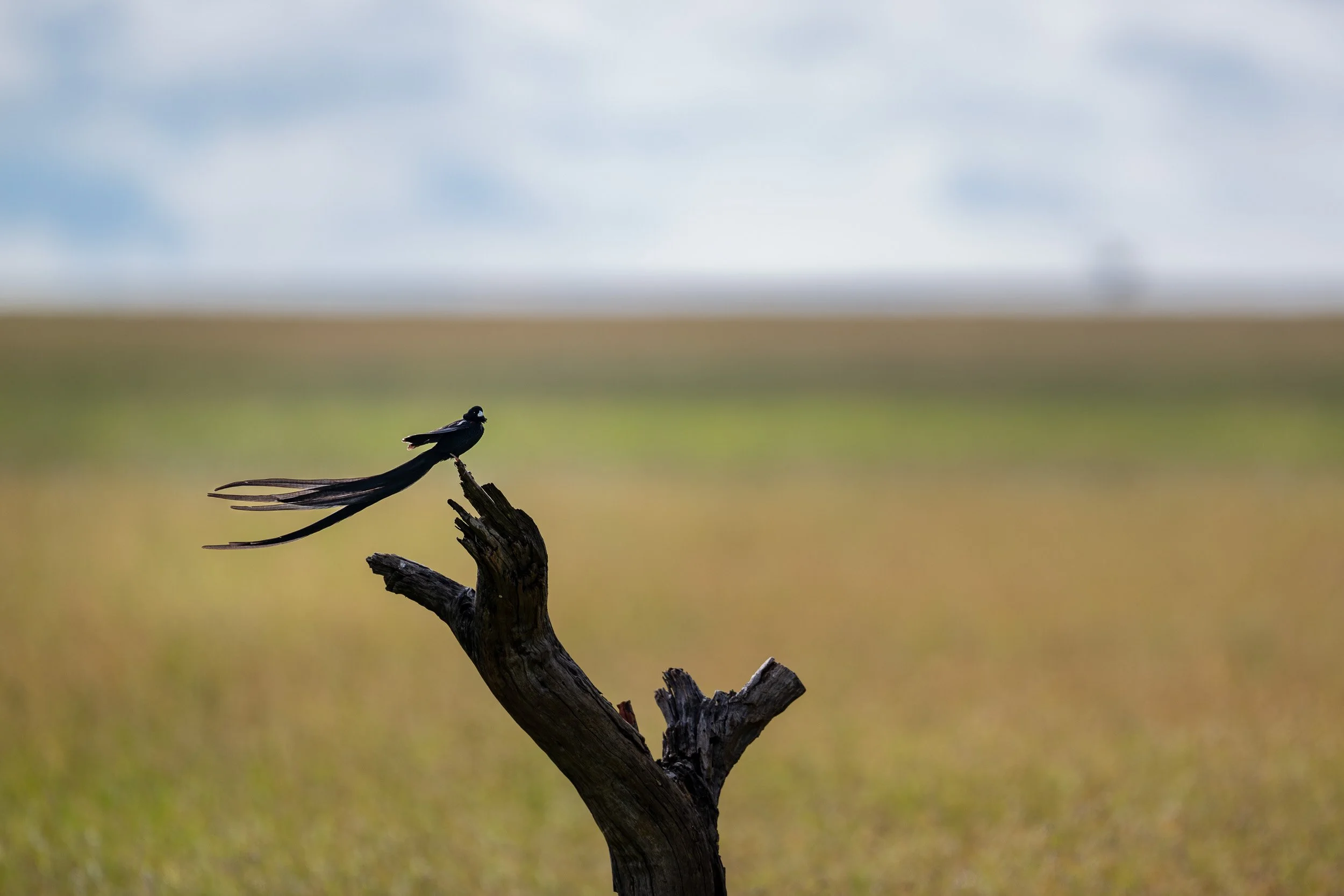 Kenya-10.jpg
