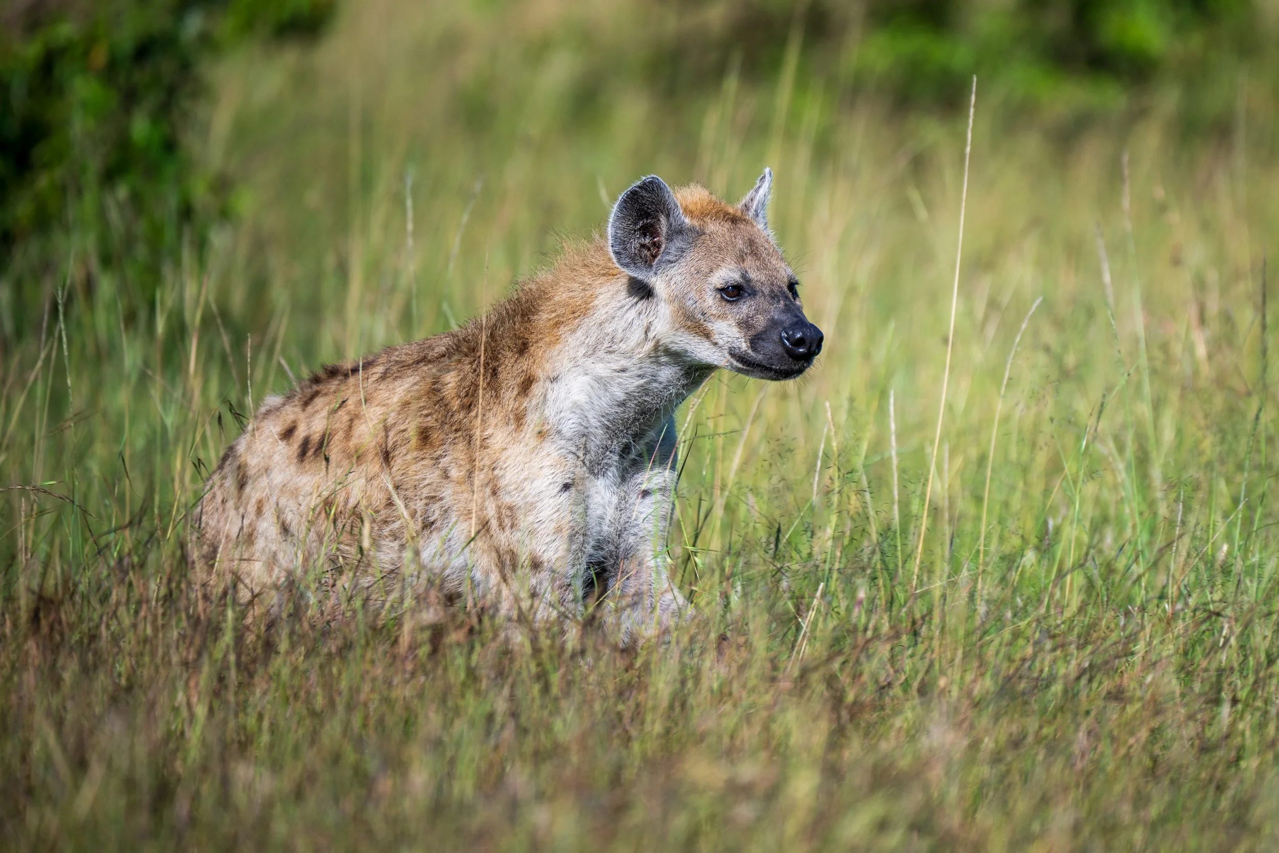 Kenya-34.jpg