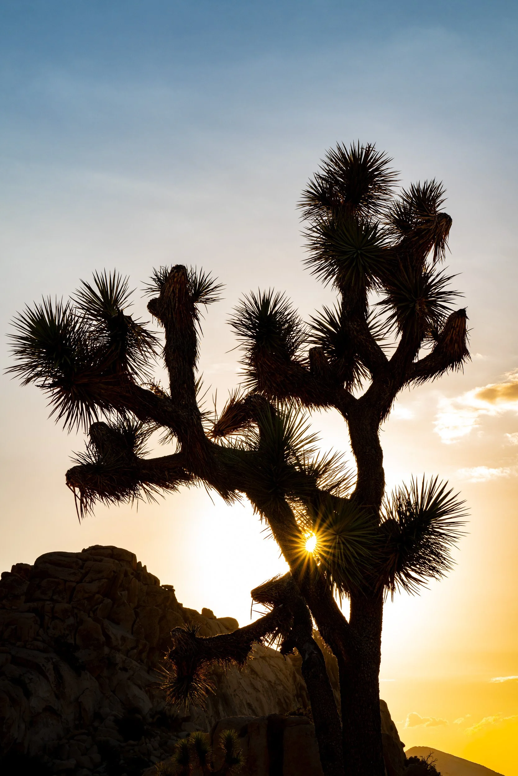 Joshua Tree-4.jpg