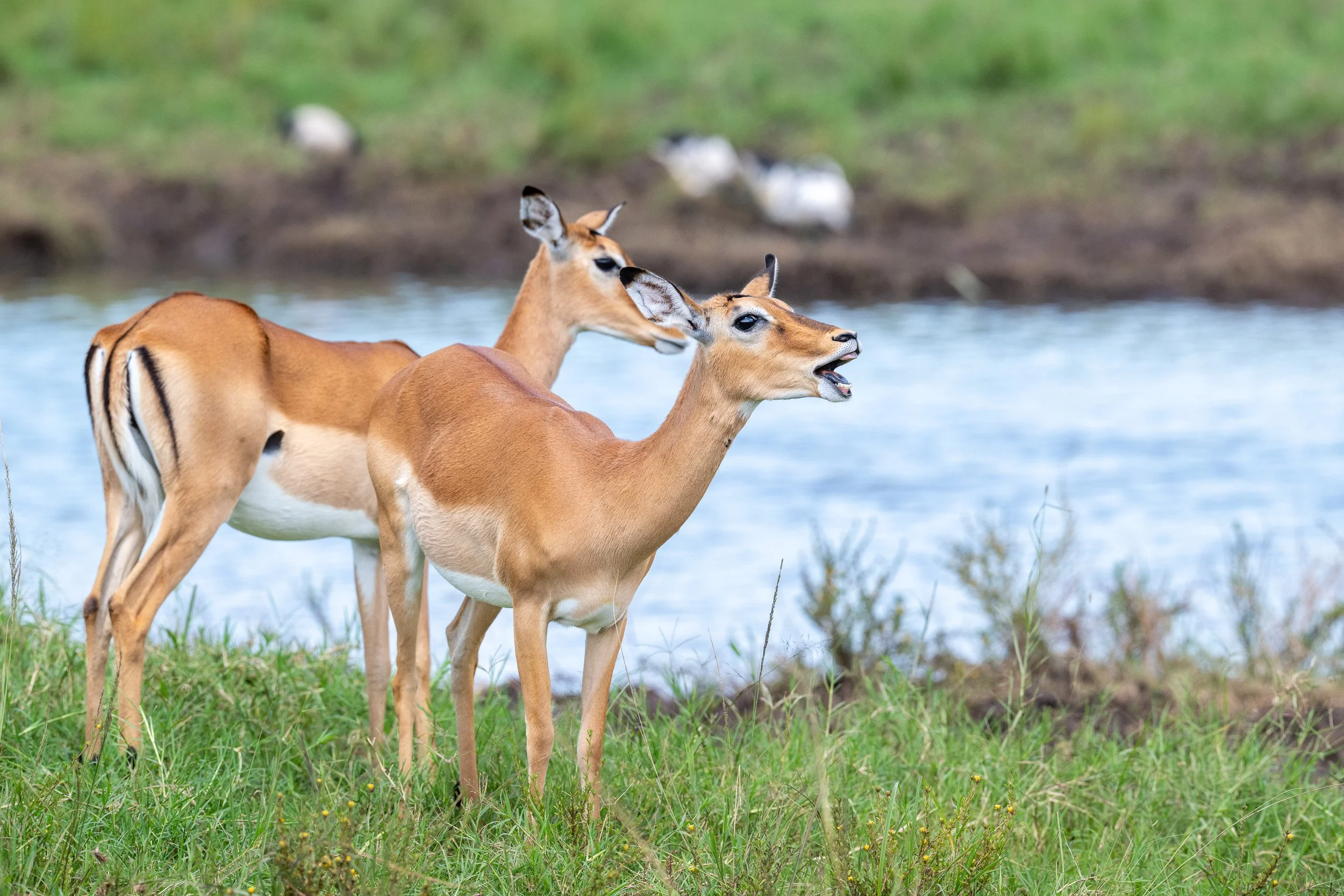 Kenya-24.jpg