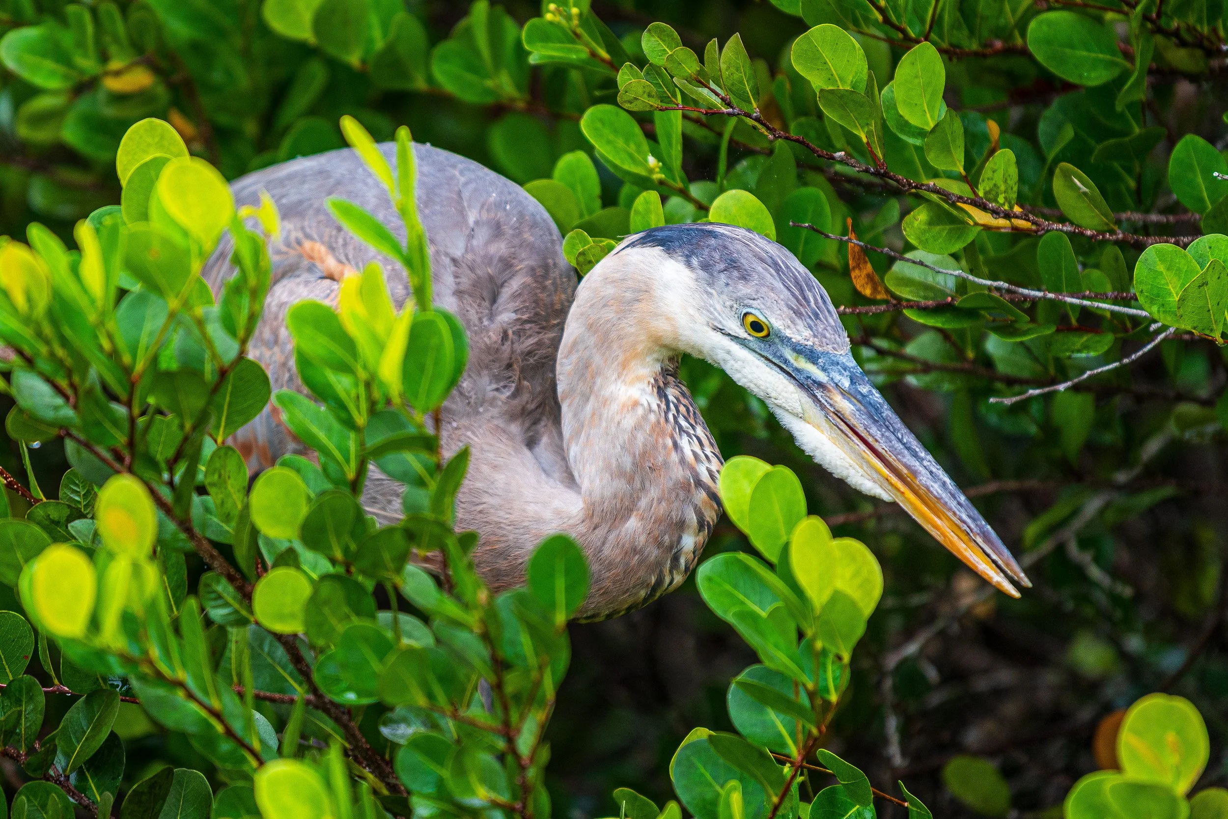 Everglades-6.jpg