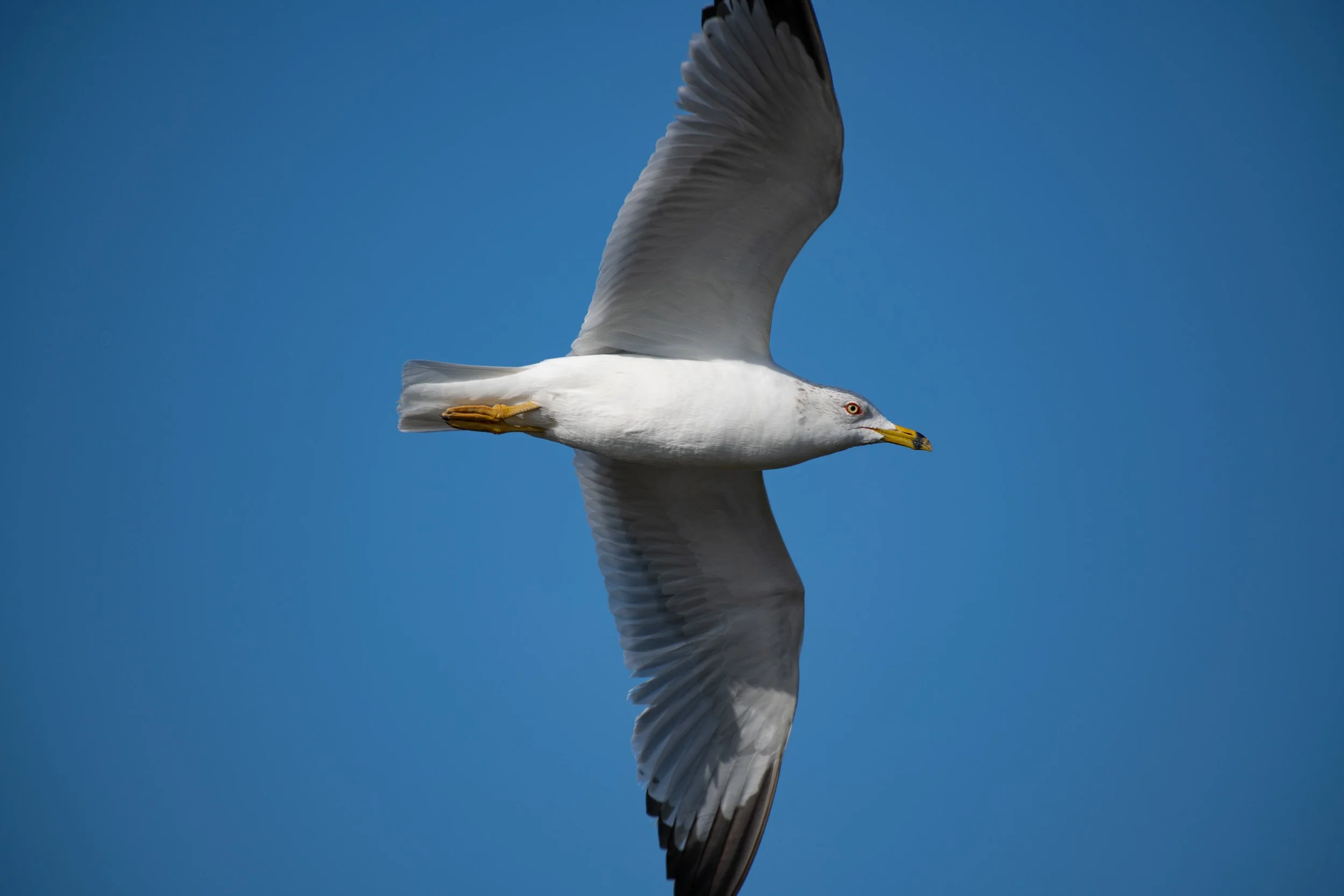 Bolsa Chica-6.jpg