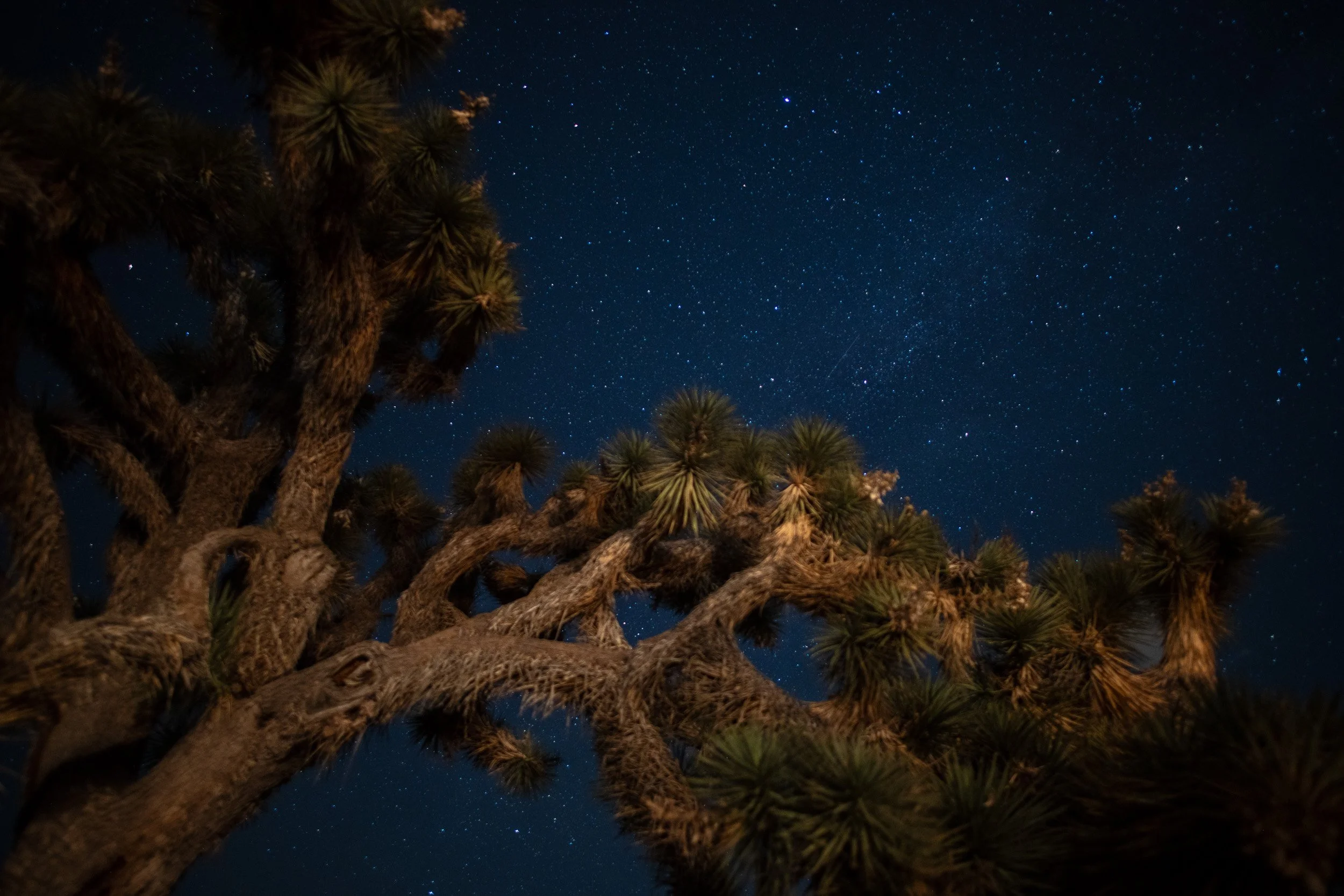 Joshua Tree-6.jpg