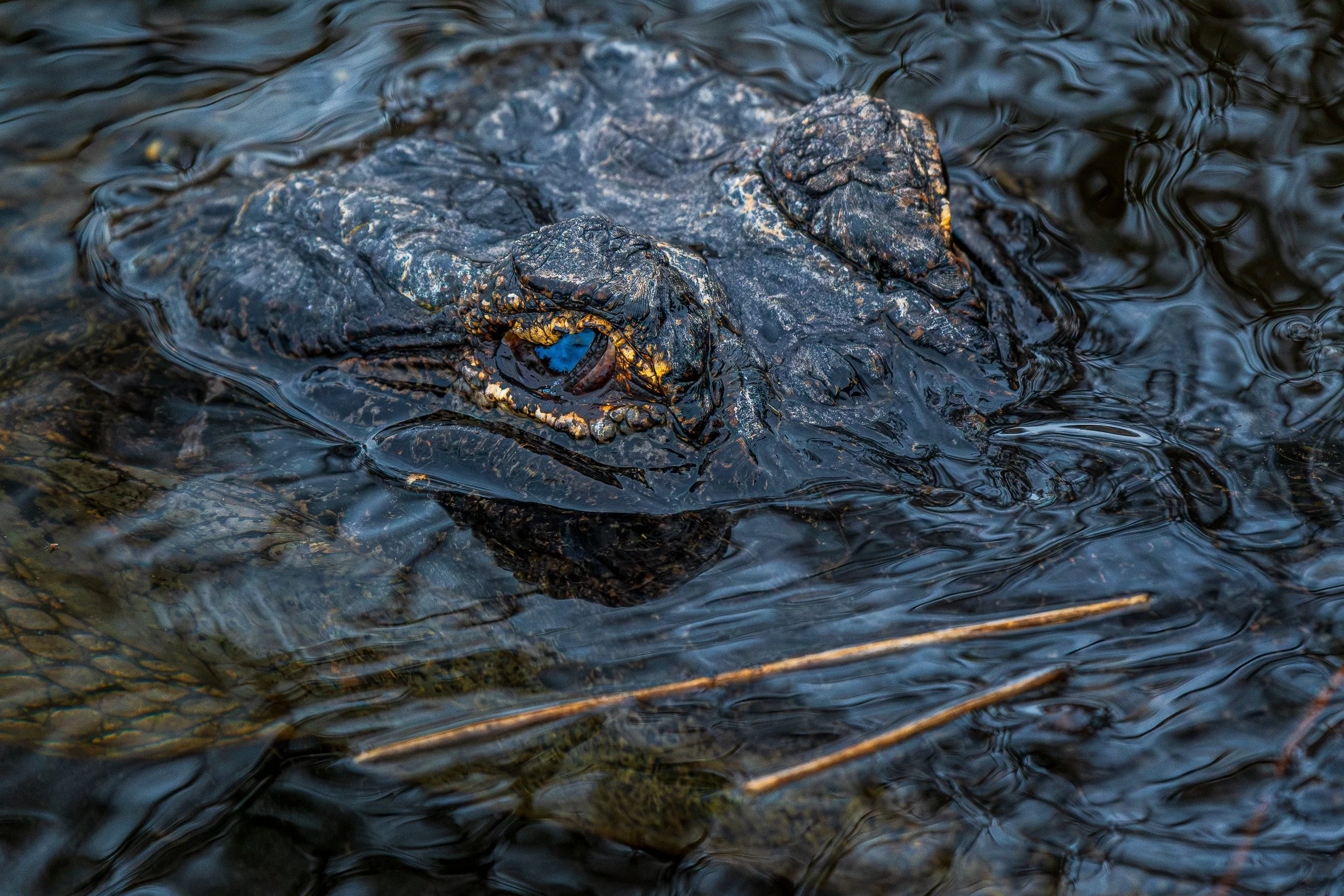 Everglades 2021