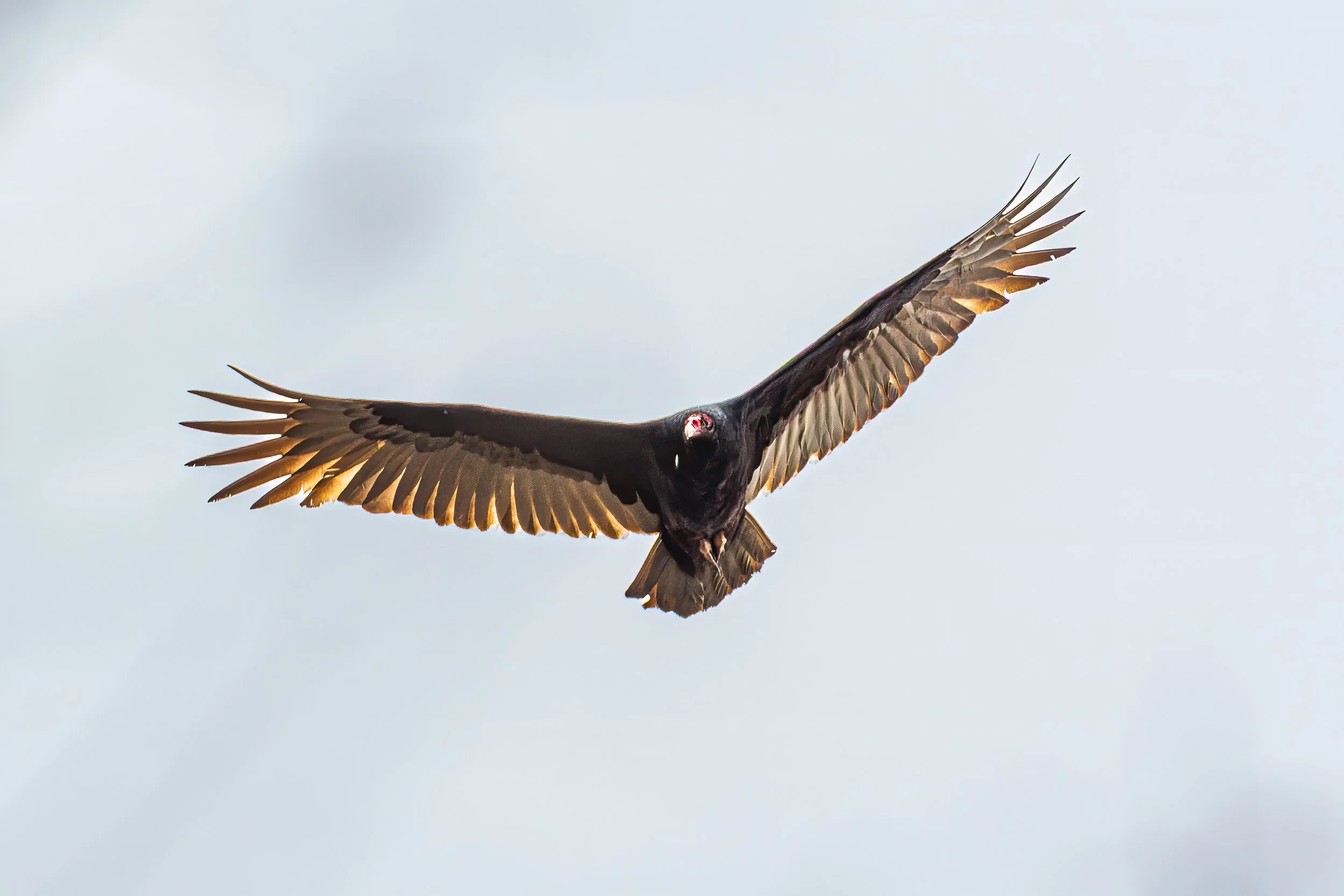 Everglades-4.jpg