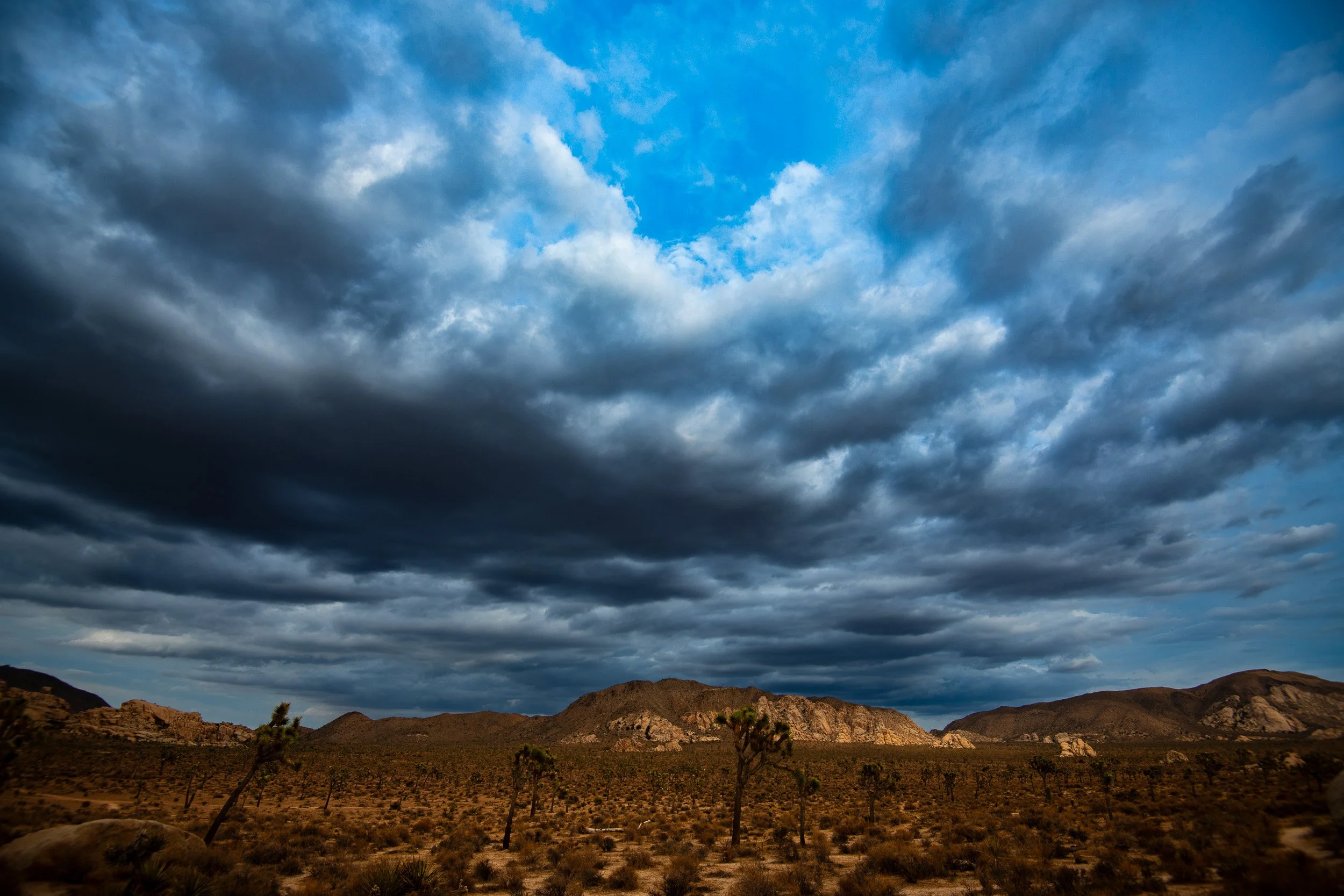 Joshua Tree-3.jpg