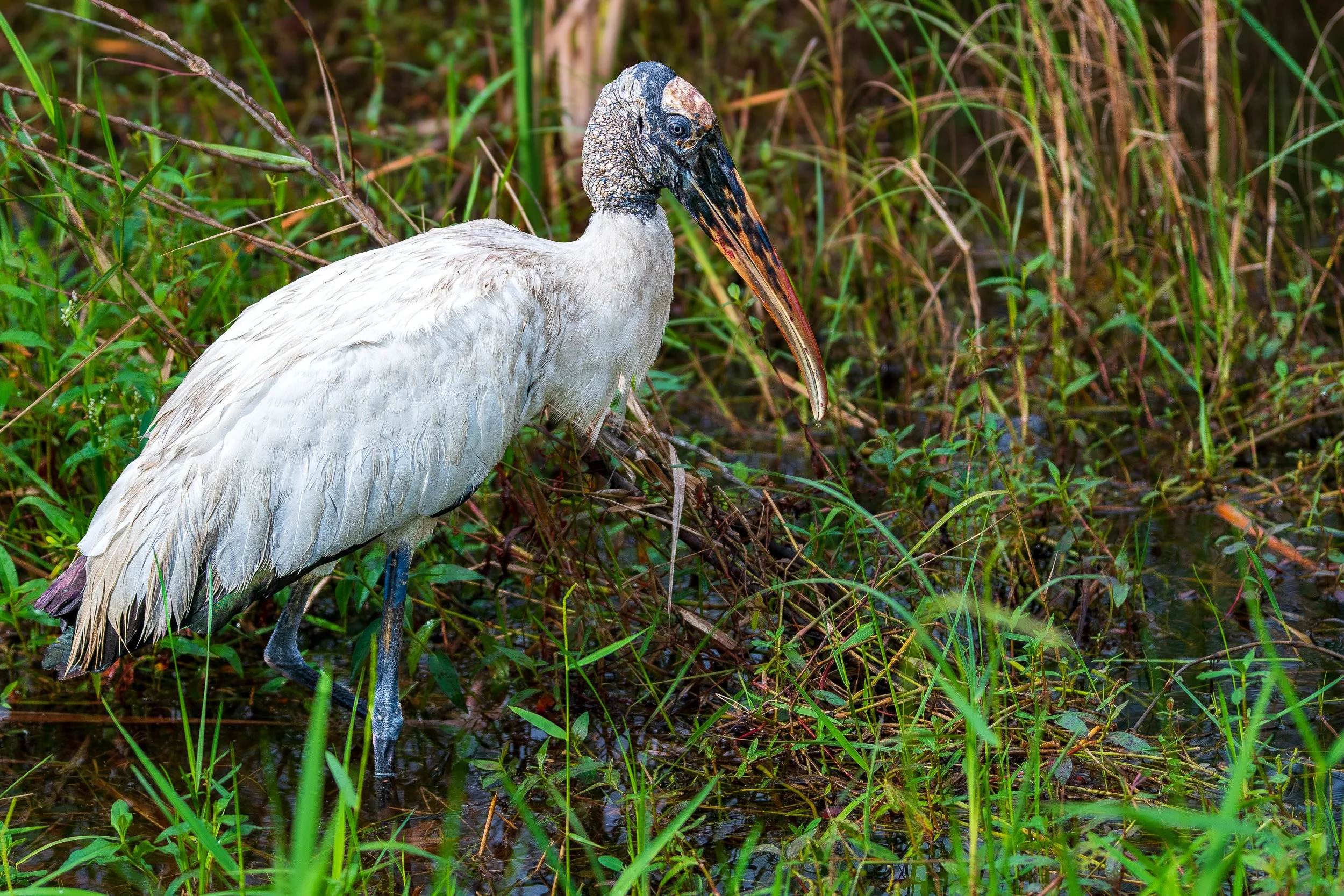 Everglades-8.jpg