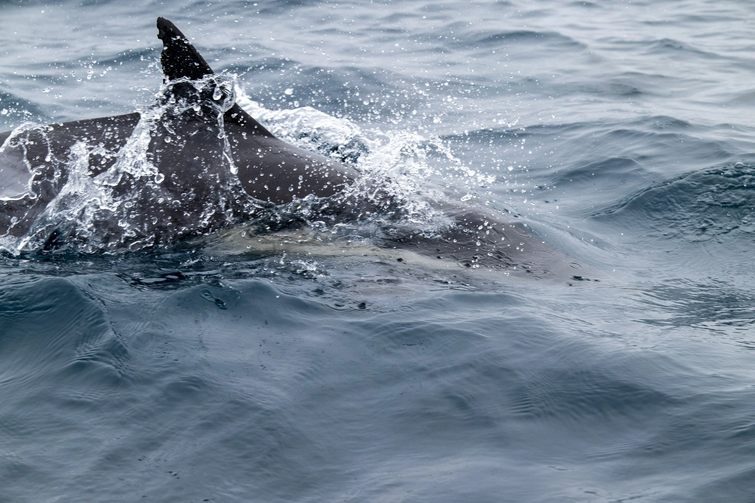 Whales and Dolphins-05.jpg