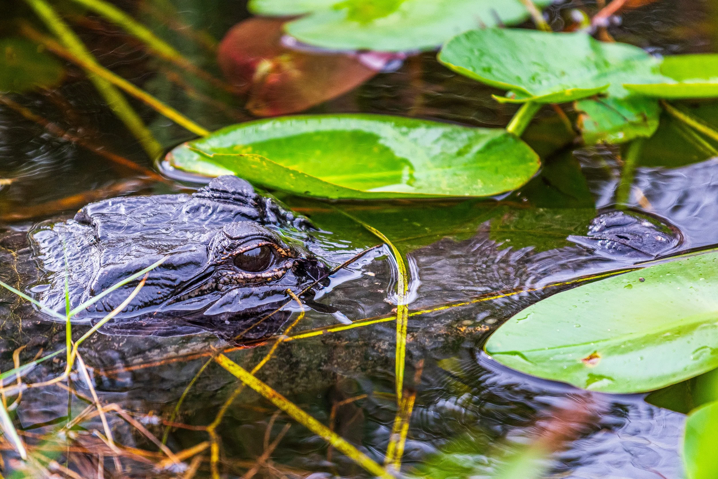 Everglades-5.jpg