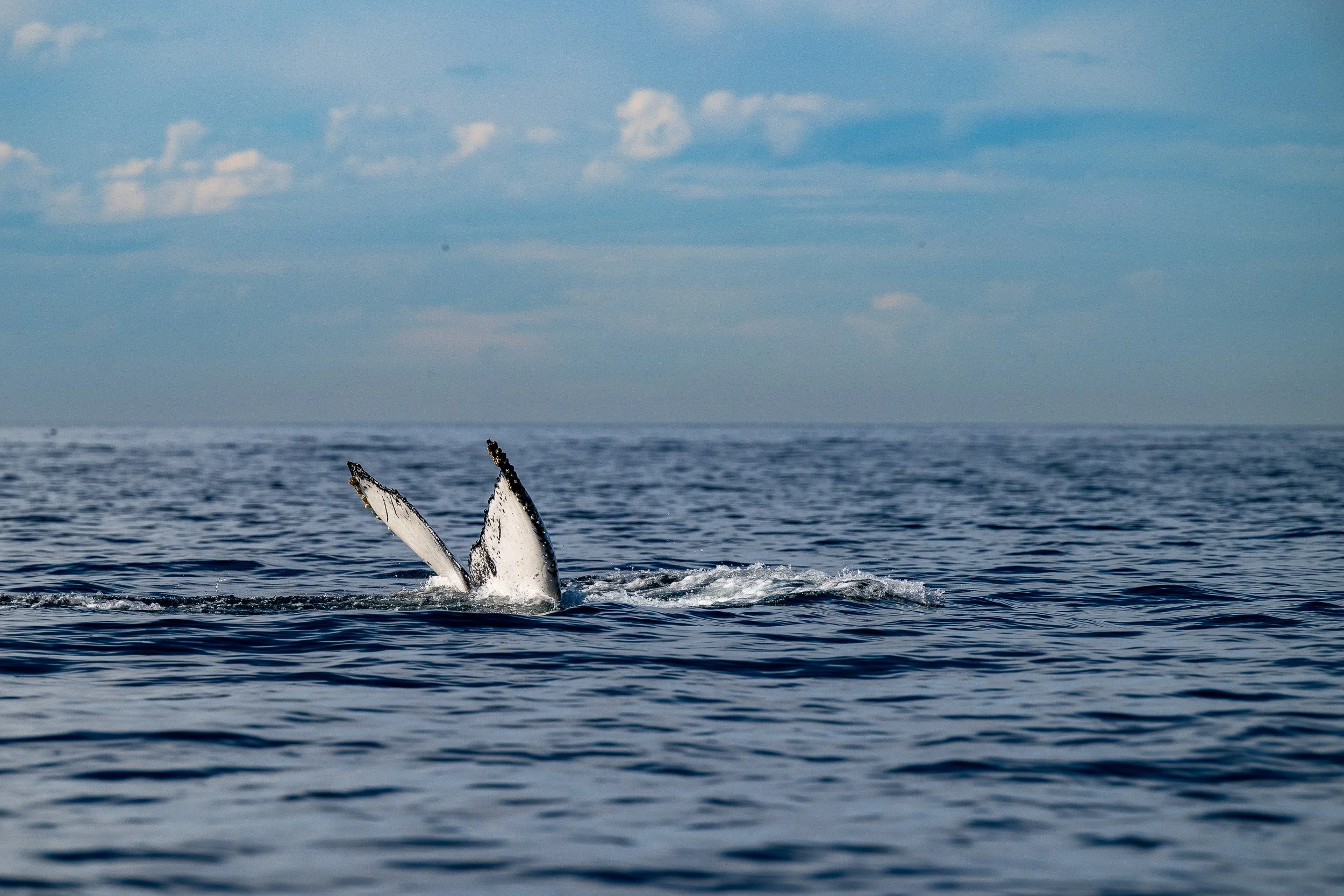 Whales and Dolphins-06.jpg