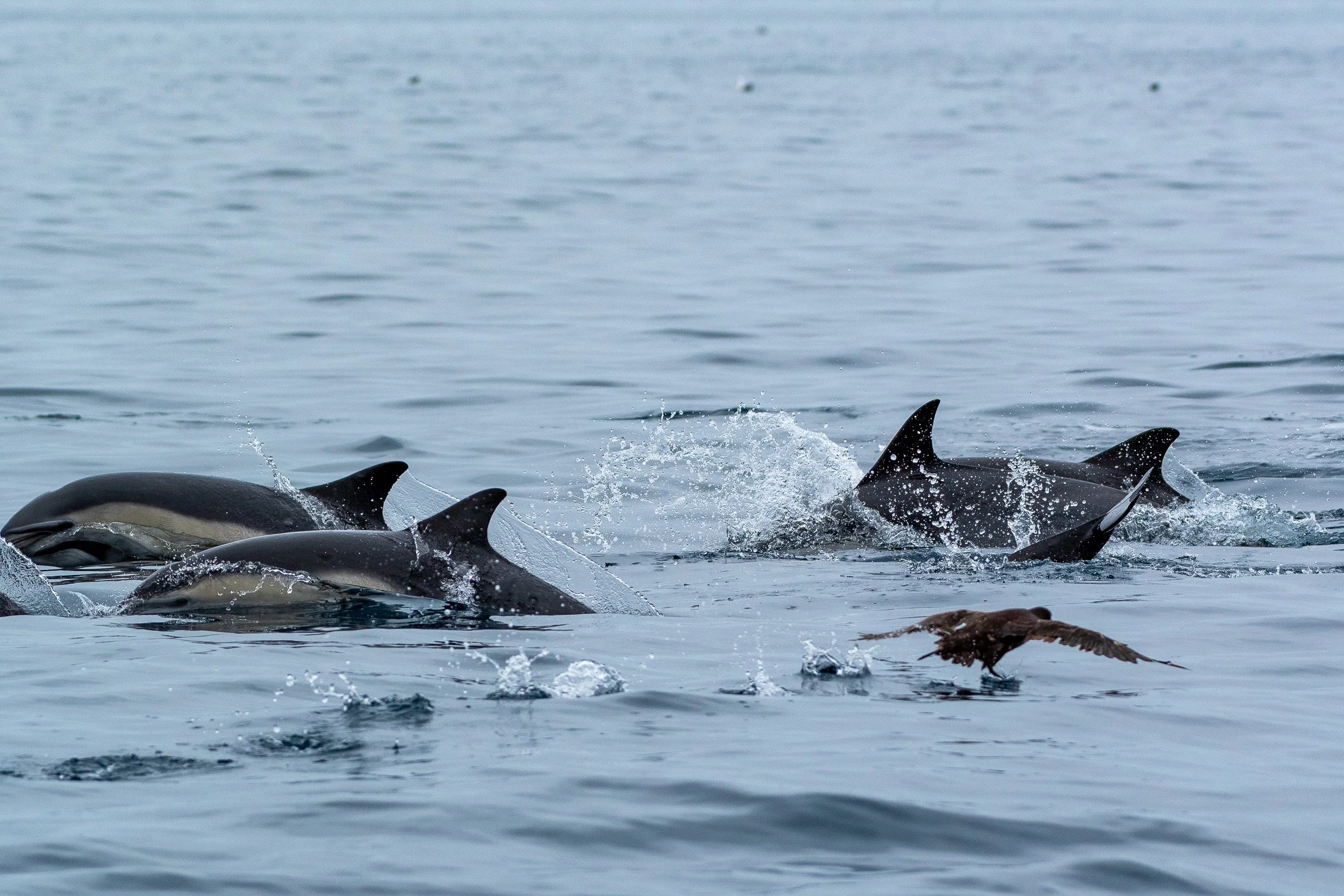 Whales and Dolphins-09.jpg