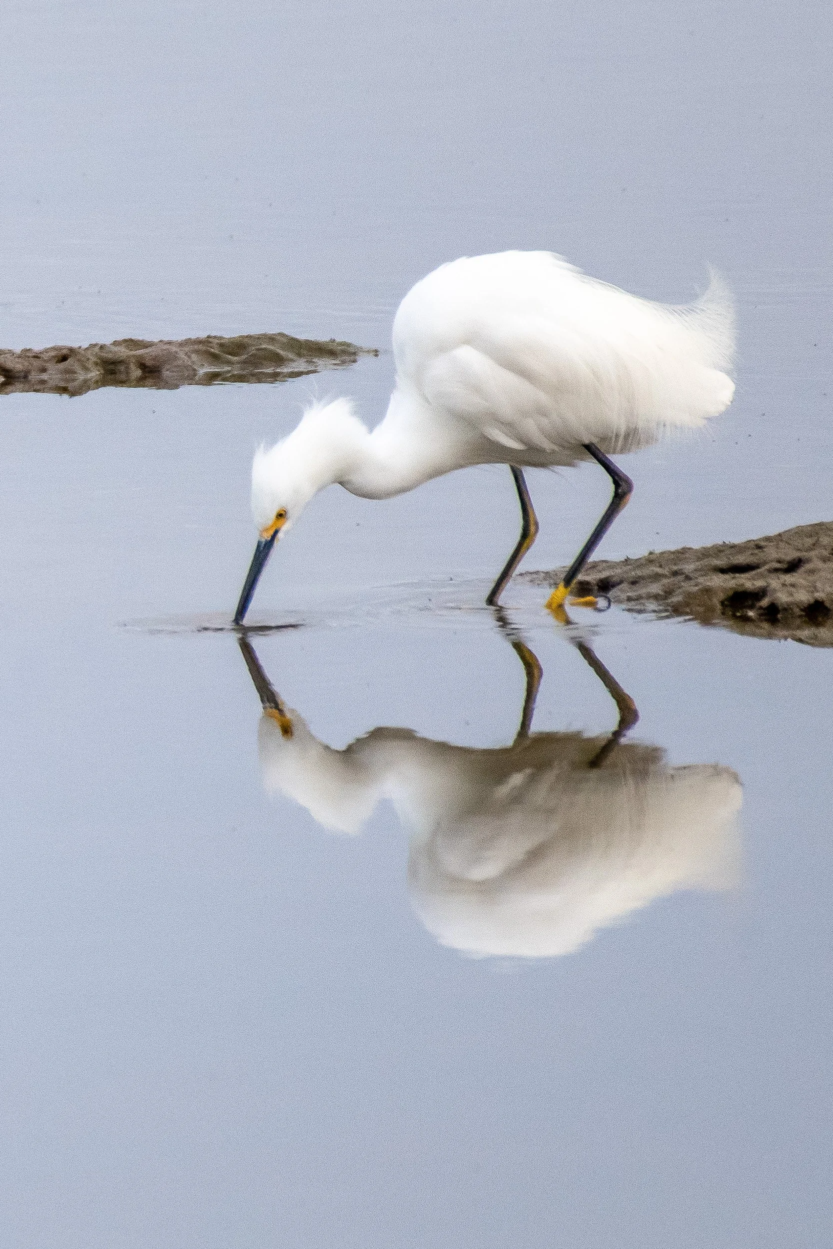 Bolsa Chica-3.jpg