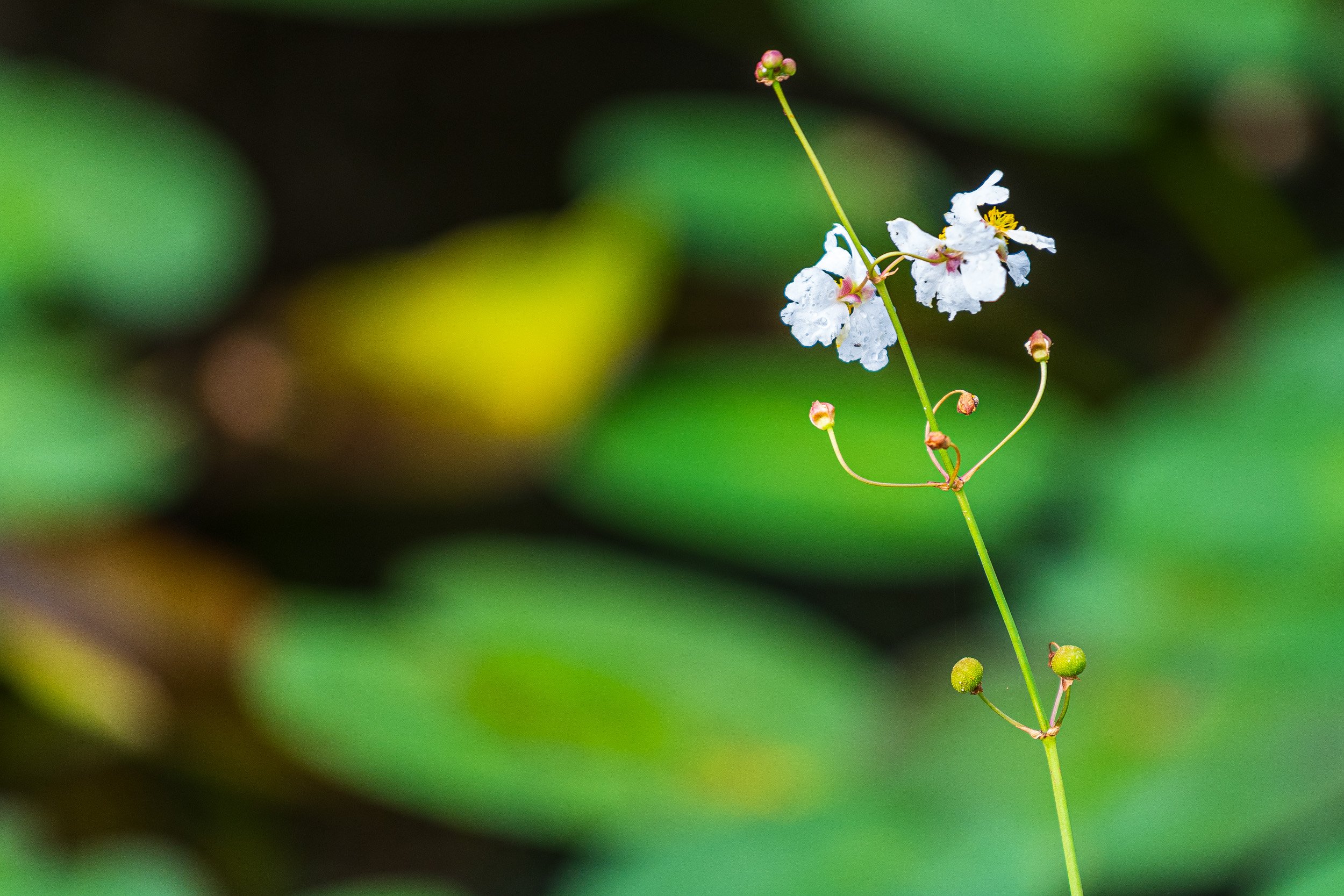 Everglades-7.jpg