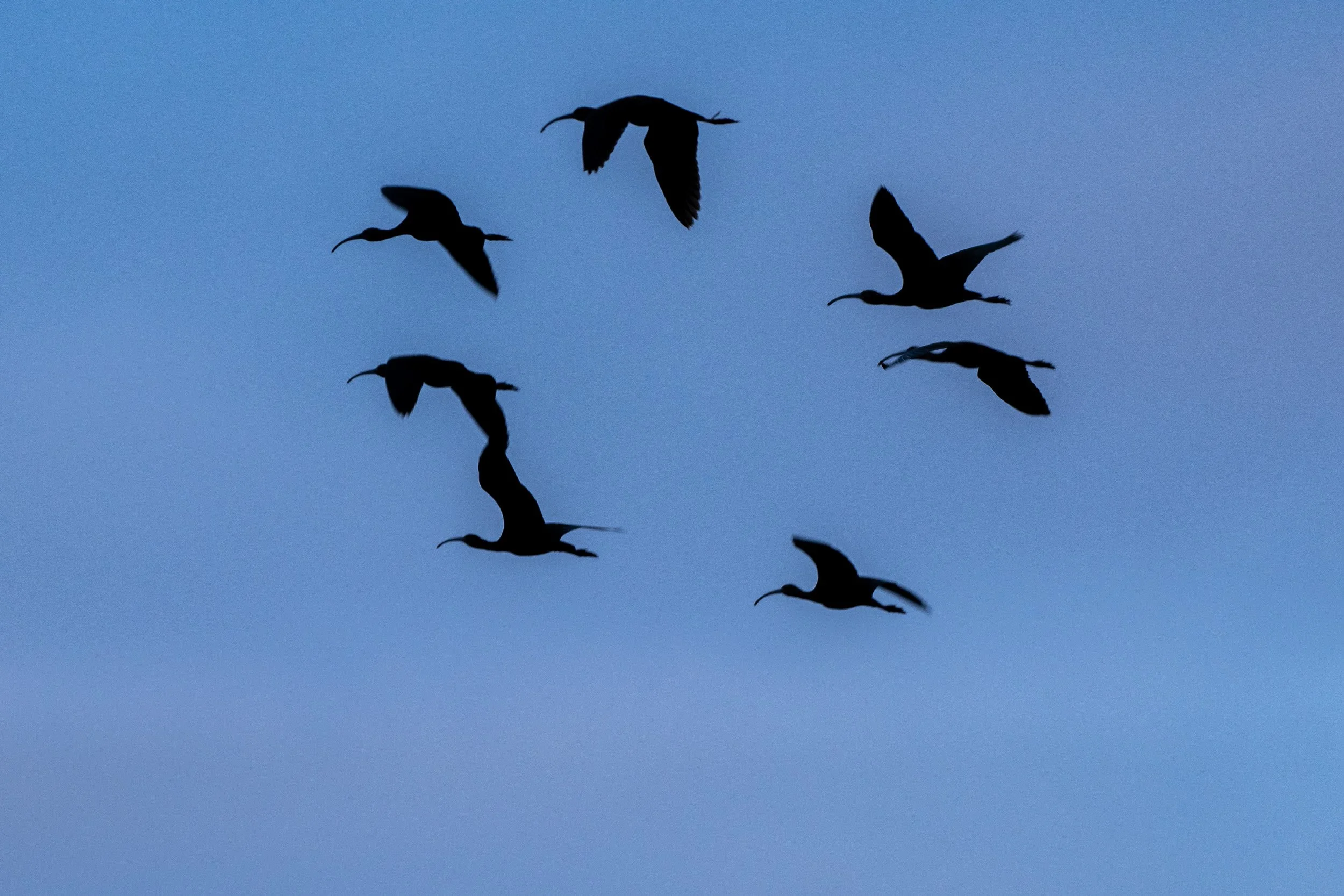 Bolsa Chica-4.jpg