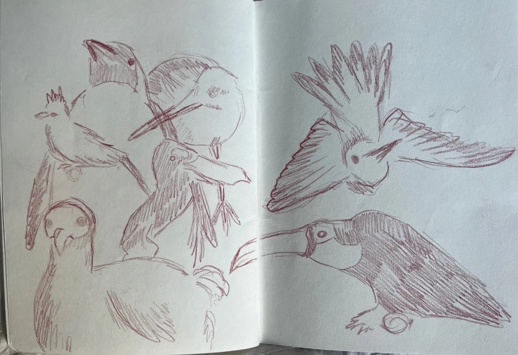 birds.jpg