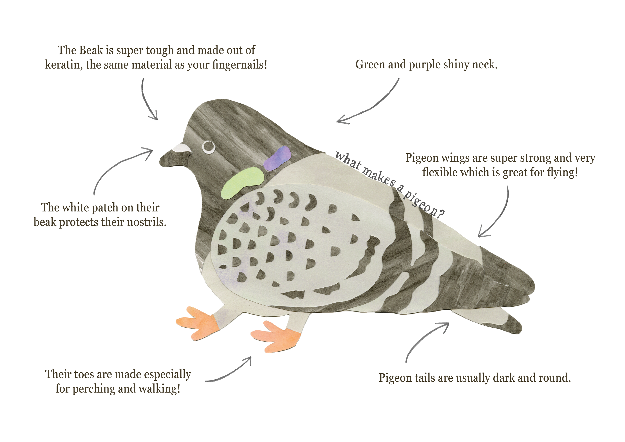 The Pigeons Around Us Book copy5.png